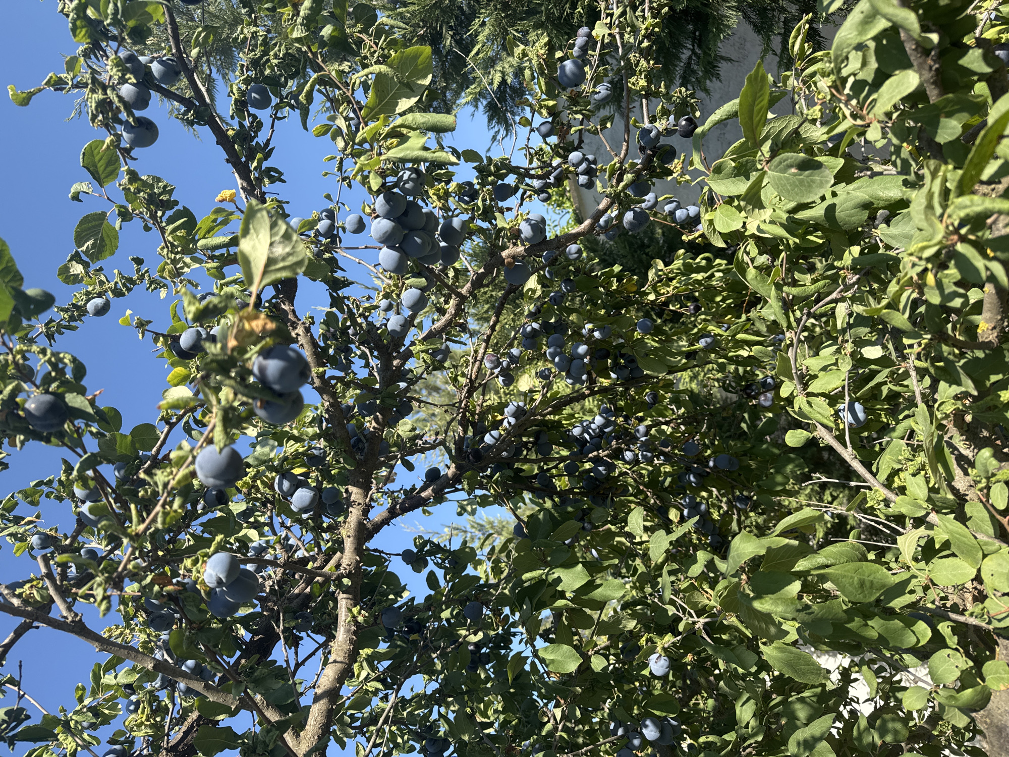 The image depicts a plum tree laden with ripe, dark blue plums against a clear blue sky. The tree is dense with green leaves and branches, creating a lush canopy. Several clusters of plums are visible, some hanging heavily from the branches. In the background, a dark green coniferous tree is partially visible on the right side of the frame, and a light-colored building or wall can be seen in the lower left quadrant. The scene appears to be outdoors, likely in a garden or yard, in Sabunchu Raion, Azerbaijan. There are no people or animals present in the image. The lighting suggests it is a sunny day.