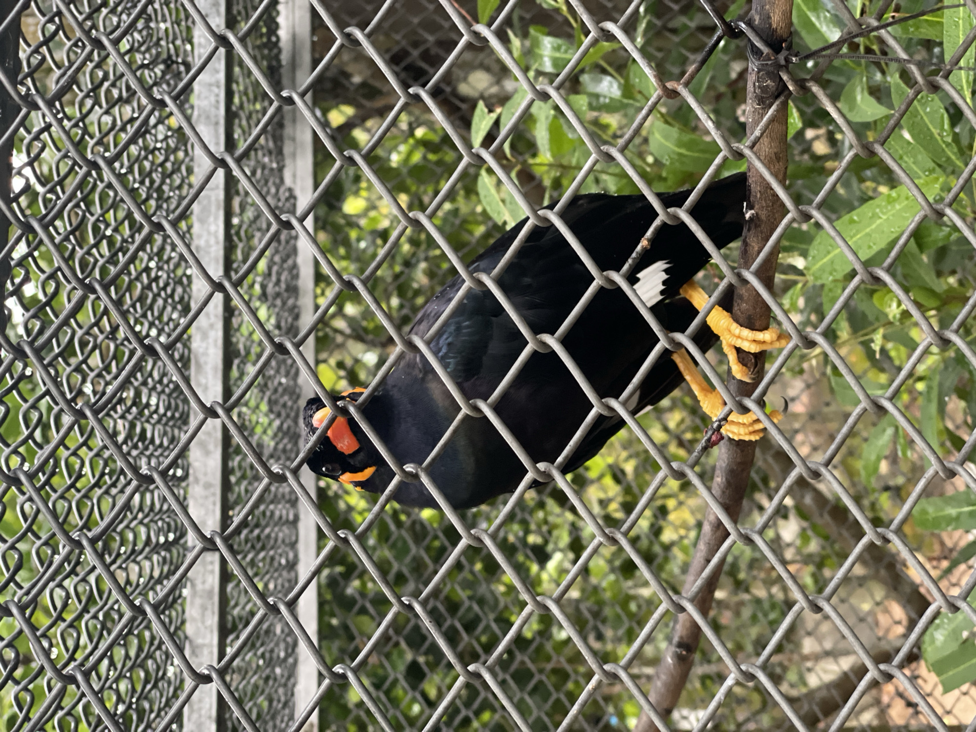 In Baan Hua Thanon, Thailand, a black bird with yellow legs, possibly a hill myna, perches on a small branch that is tied to a chain-link fence. The bird has an orange beak and a small white patch on its wing. The fence appears to enclose a vegetated area with green foliage visible behind the wire mesh. Droplets of water cling to the metal fence, possibly due to rain.