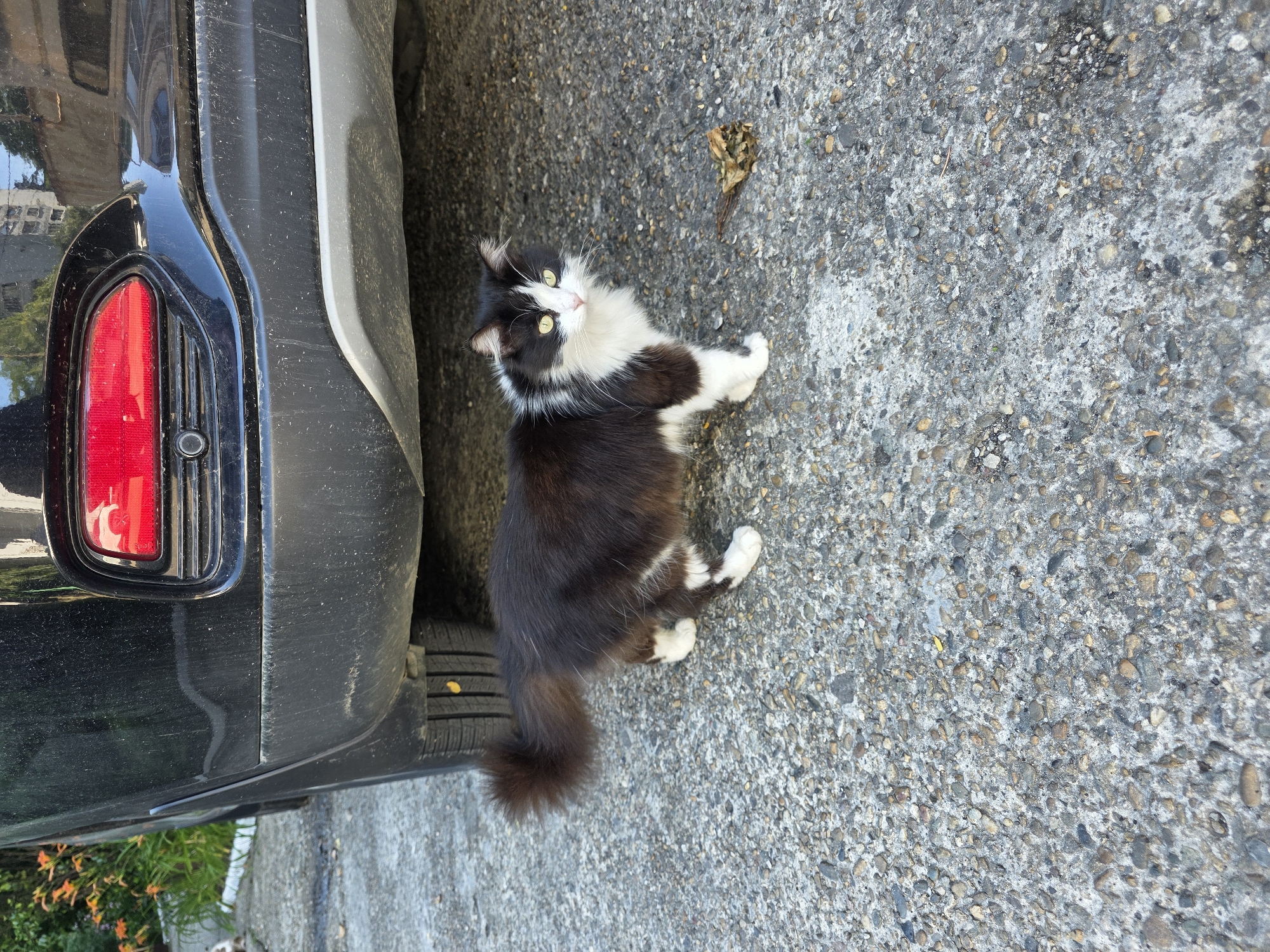 A black and white cat stands on a gravelly asphalt surface near the rear of a black SUV. The cat is facing the camera, with its body turned slightly to the right. It has white fur on its chest, paws, and face, with black fur on its back and tail. The SUV's rear bumper and taillight are visible. The ground is composed of coarse gravel and asphalt. There are some dead leaves on the ground to the right of the cat. The scene appears to be outdoors, possibly in a parking area or street. The environment suggests a warm, sunny day.