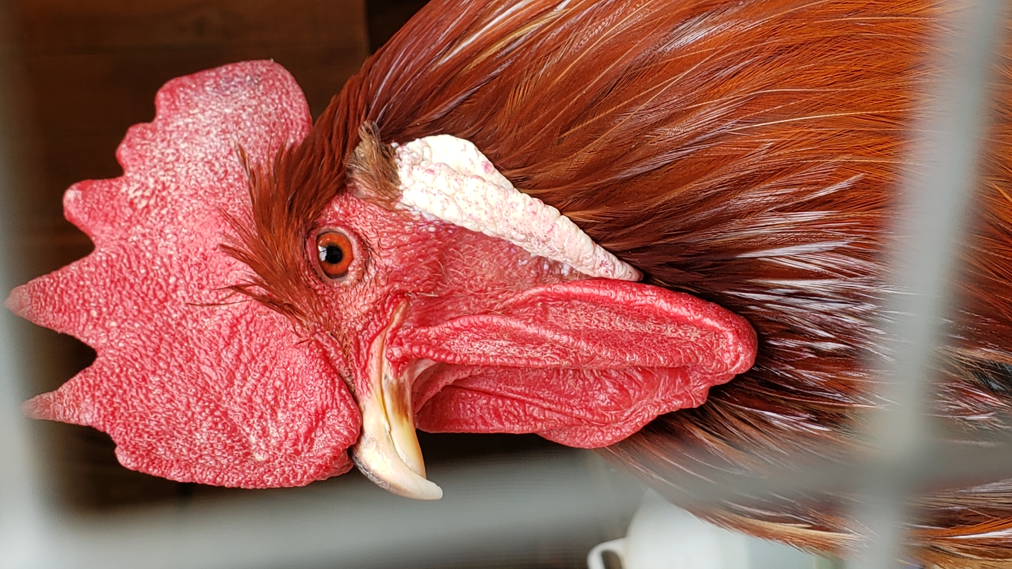 A close-up, head-and-shoulders portrait shows a rooster with prominent red wattles and a comb. The rooster has brown and red feathers. The background is out of focus and appears to be a blurred outdoor setting, possibly a farm or enclosure, with elements of a fence or cage in the foreground, obscuring parts of the subject. The image was taken in Prešov, Slovakia.