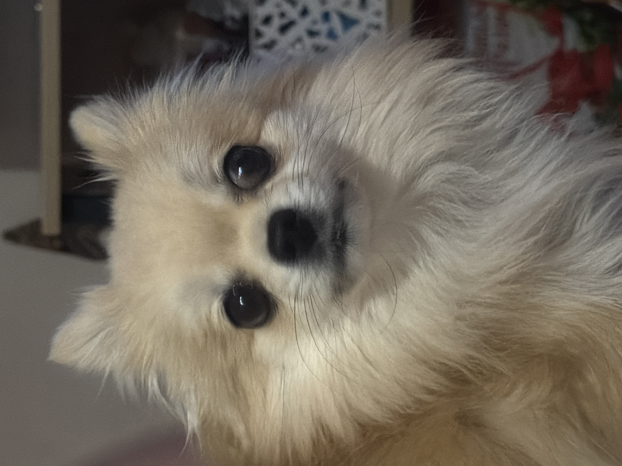 A close-up, slightly angled portrait of a small, fluffy, light-colored dog, possibly a Pomeranian. The dog has large, dark eyes and a black nose. The background is indistinct, showing furniture and patterned fabric. There's no evidence of the location being Chaikovsky, Russia, or any people present. The dog is the main subject, looking directly at the viewer.