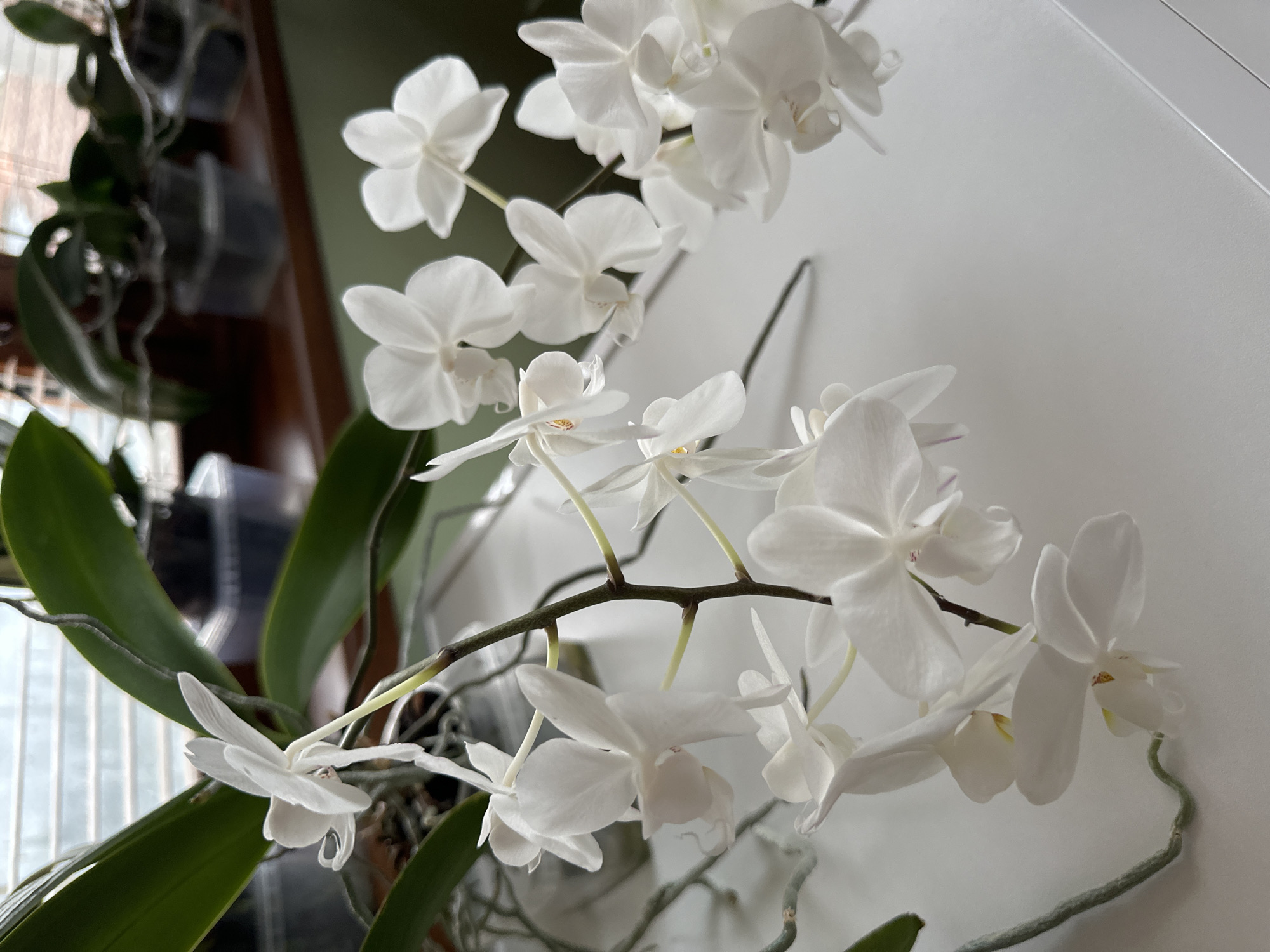 The image shows a close-up view of a white orchid plant. The flowers are in full bloom and are the primary focus of the image. The leaves of the plant are green and visible towards the left side of the frame. In the background, a blurred window and a white wall can be seen. The specific location within the city of Montana, Bulgaria cannot be determined based on this image alone.