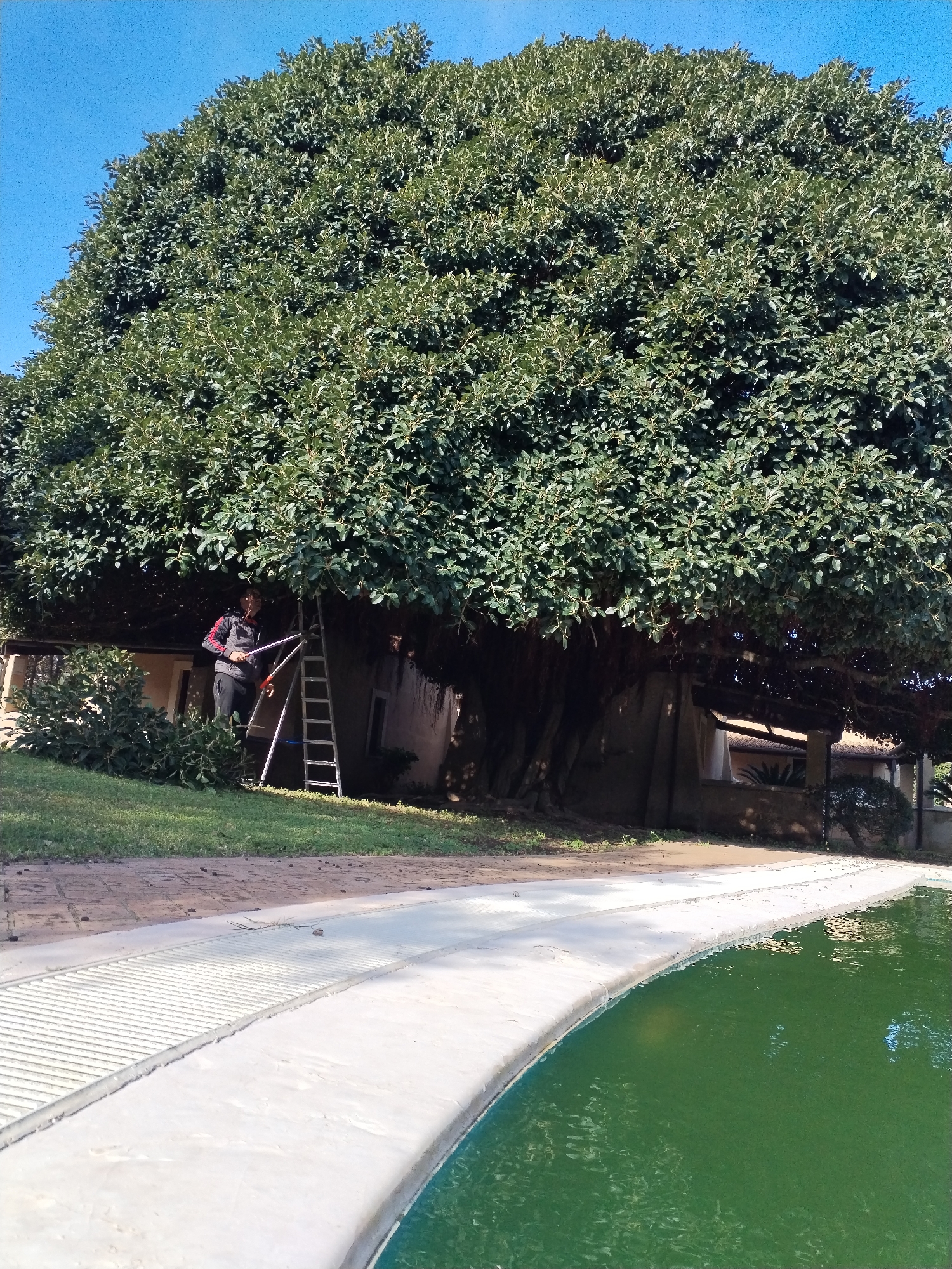 A wide-angle shot depicts a person trimming a large tree near a building. The tree's canopy is dense with green leaves. A silver ladder is positioned against the tree, and the person is standing on it using long-handled pruning shears. The building behind the tree appears to be a single-story structure with a neutral-colored exterior. In the foreground, there's a swimming pool filled with green water. The pool's edge is concrete, and there's a metal grate separating the pool from a brick-paved area. The scene appears to be in Isola di Capo Rizzuto, Italy, although this cannot be confirmed from the image alone.