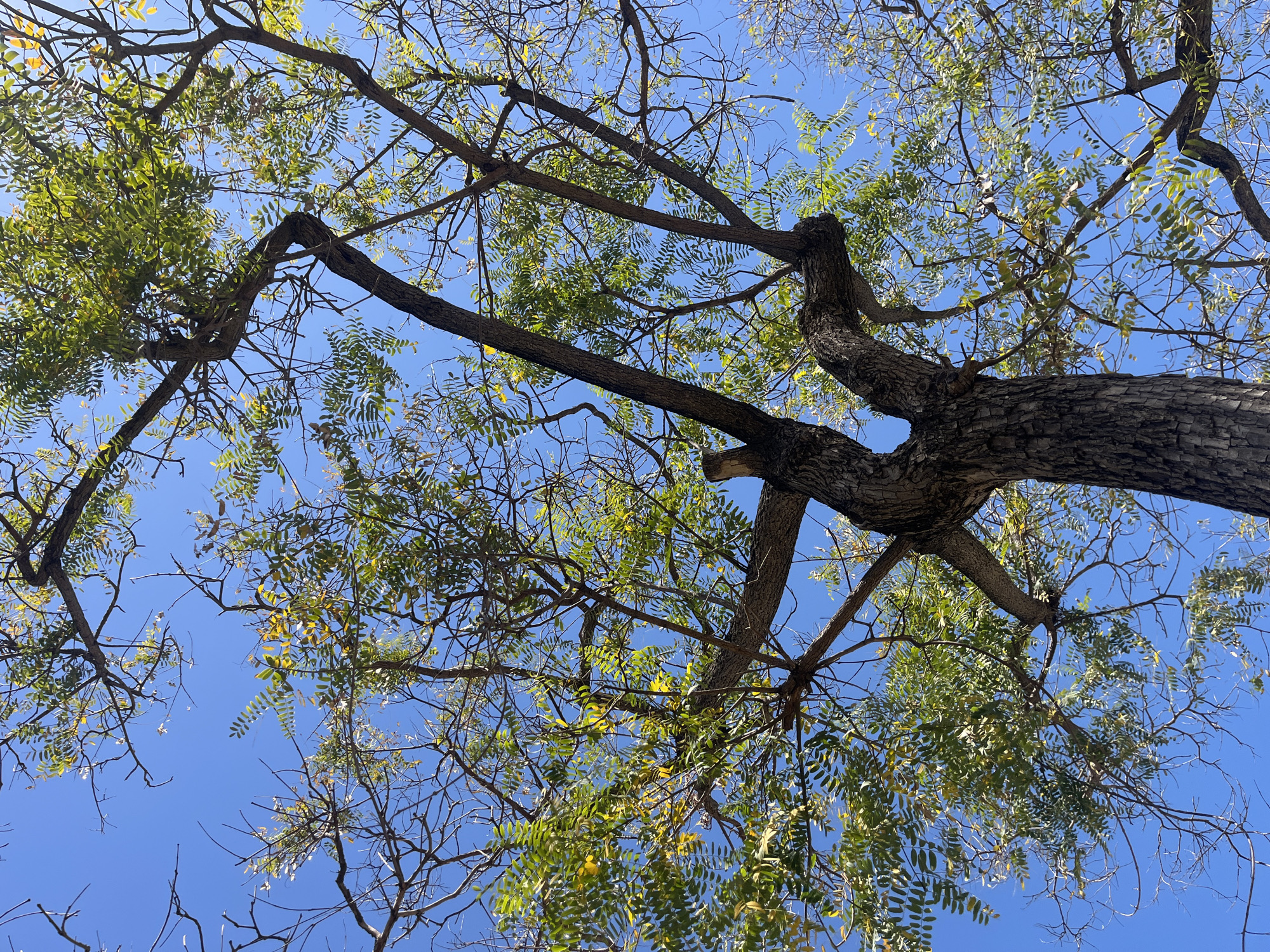 The image presents a worm's-eye view looking up into the canopy of a large tree against a clear, vibrant blue sky. The main subjects are the tree's trunk, its sprawling branches, and numerous small, compound leaves.
No specific activity or event is taking place; the image captures a static natural scene.
Notable details include the striking contrast between the dark, textured tree bark and the bright green and yellowish-green foliage against the intense blue of the sky. The tree features a robust trunk and thick main branches that extend outwards, gradually thinning into a complex network of smaller limbs. Some branches are densely covered with leaves, particularly on the left side of the frame, while others appear sparser or nearly bare. The leaves are elongated and arranged in a pinnate fashion, characteristic of certain tree species. The bright lighting suggests it is daytime, likely a sunny period, given the absence of clouds and the clear blue sky. The overall impression is one of natural beauty and an expansive view towards the heavens, set within the context of Barcelona, Spain.
No visible text is present in the media file.