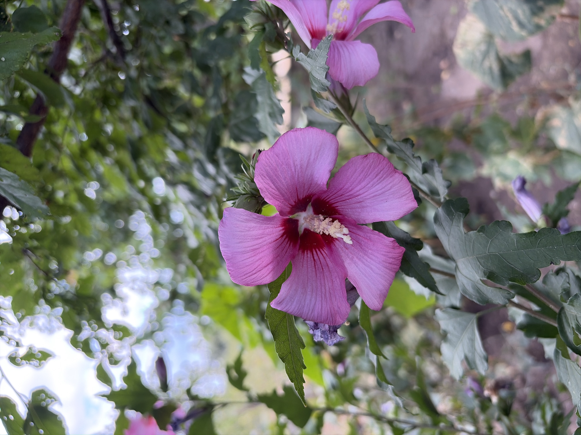 A close-up, eye-level shot showcases a vibrant pink hibiscus flower in full bloom, its delicate petals unfurling towards the viewer. The flower, the primary subject, is centered in the frame, its intricate stamen a contrasting white against the rich pink hue. Surrounding the bloom is lush green foliage, with several leaves and branches of the hibiscus plant clearly visible. The background is softly blurred, suggesting a garden or natural setting, with hints of other flowers and the sky peeking through. The lighting is natural and soft, highlighting the flower's texture and color. The image appears to have been taken outdoors in Oxentea, Moldova, likely during the daytime. There are no people or animals present in the scene.