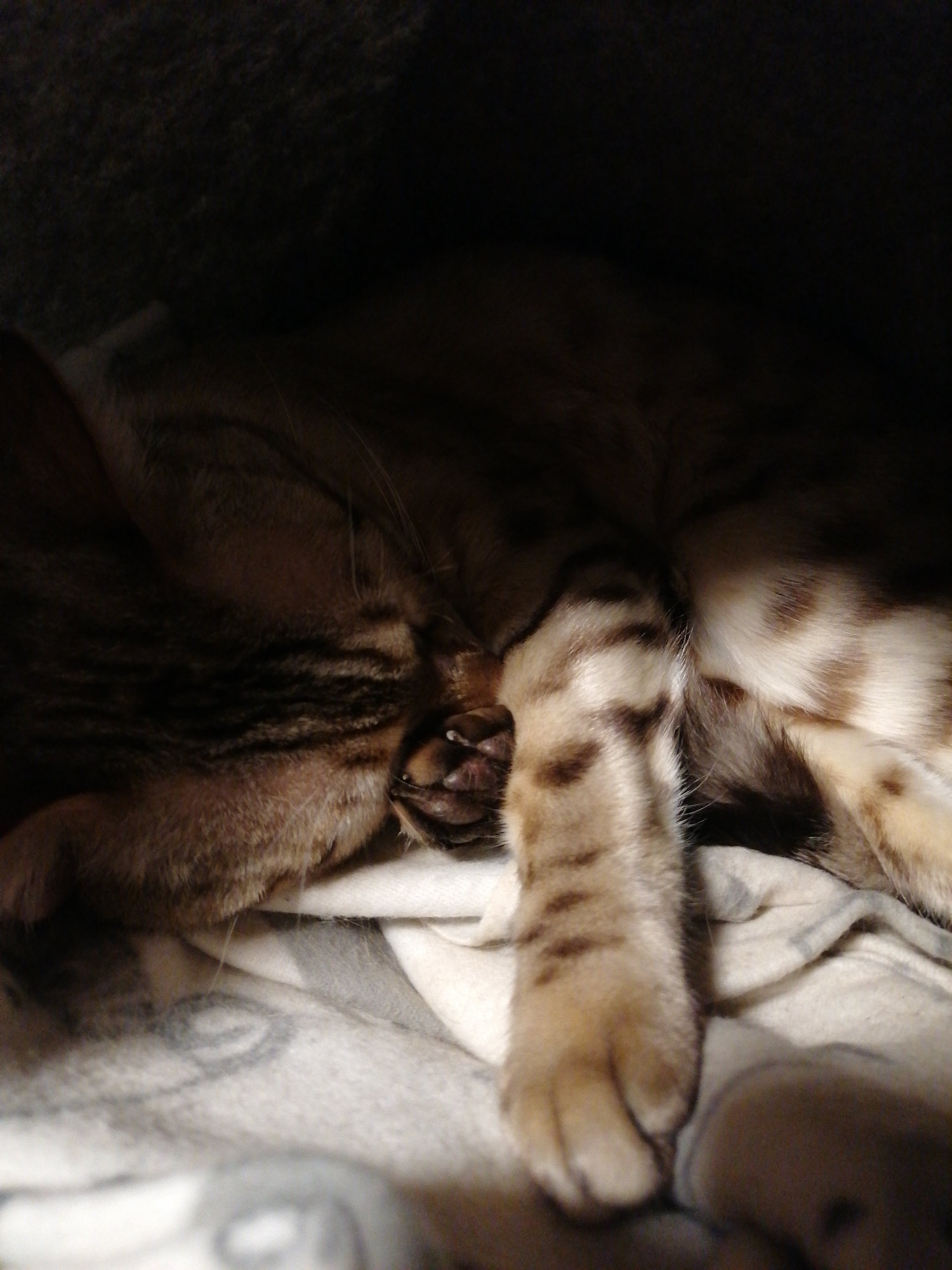A close-up photograph depicts a tabby cat asleep on a grey blanket. The cat's face is visible, with its eyes closed and mouth slightly open, exposing its teeth. One of the cat's paws is extended forward, displaying its claws. The background is dark and out of focus. The location is Unknown, Unknown.