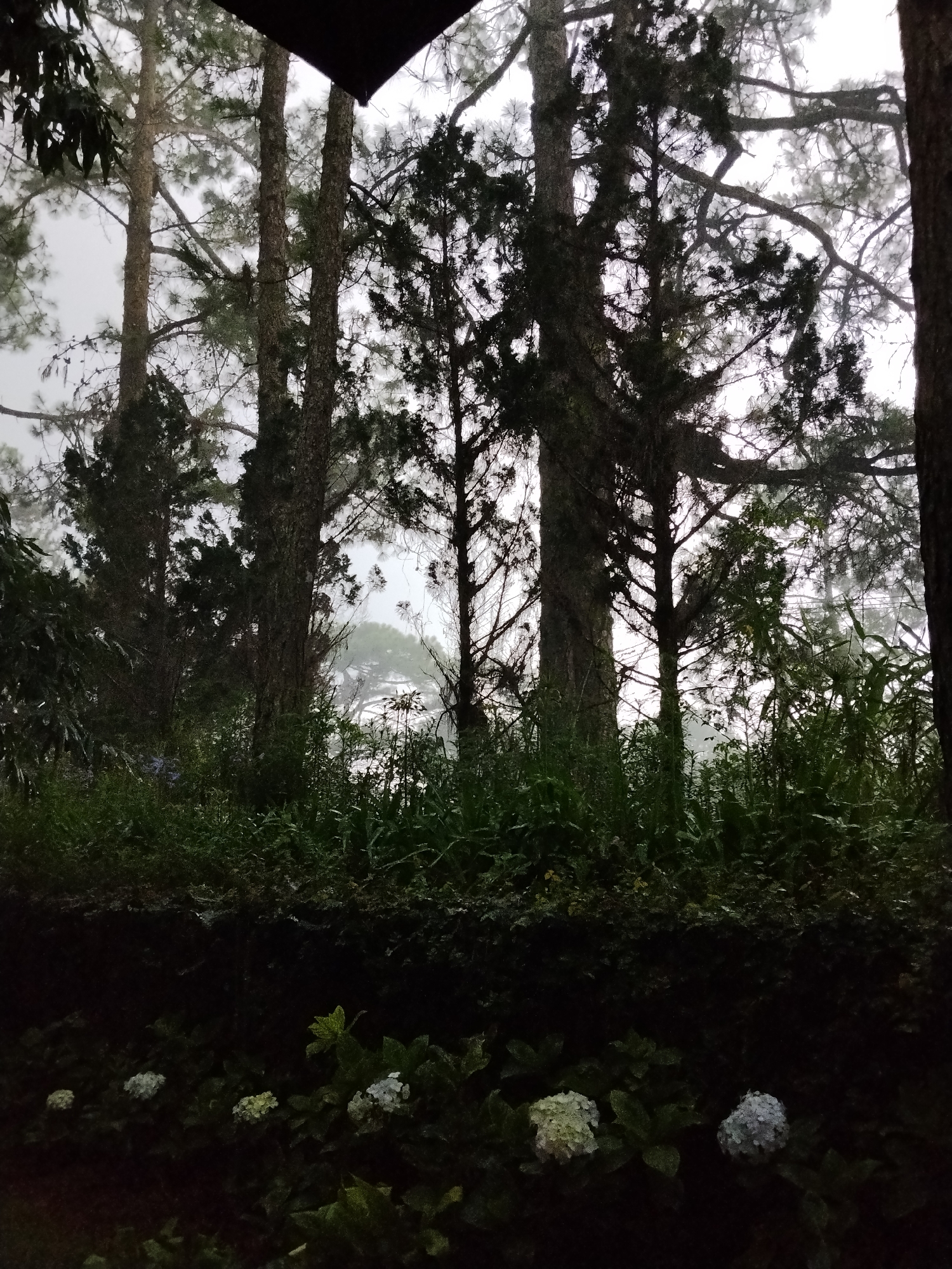 The image depicts a foggy, overcast scene in a forested area. Tall trees with visible bark and branches dominate the frame, interspersed with dense foliage and undergrowth. In the foreground, a patch of hydrangeas in various shades of white and light blue blooms. The overall ambiance is one of natural, outdoor scenery, possibly a garden or park. The location is identified as Xuân Thành, Vietnam. No people or specific actions are visible in the image.