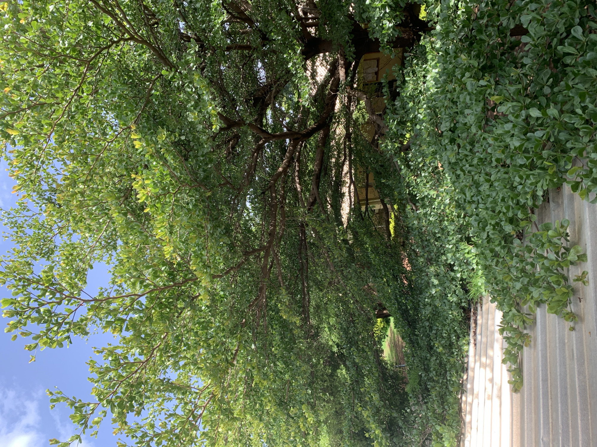 The image depicts a lush green tree with a dense canopy of leaves, casting shadows over a building in the background. In the foreground, a set of tiered, light-colored steps leads down, partially obscured by low-lying green shrubs. The sky above is a clear blue with a few wispy clouds. The scene appears to be an outdoor setting, possibly a garden or a park, with a building that has a light-colored roof and yellow-toned walls. There are no people visible in the image. The overall impression is one of natural beauty and tranquility. Without further information, it is not possible to determine the specific location within the city of Jos, Nigeria.