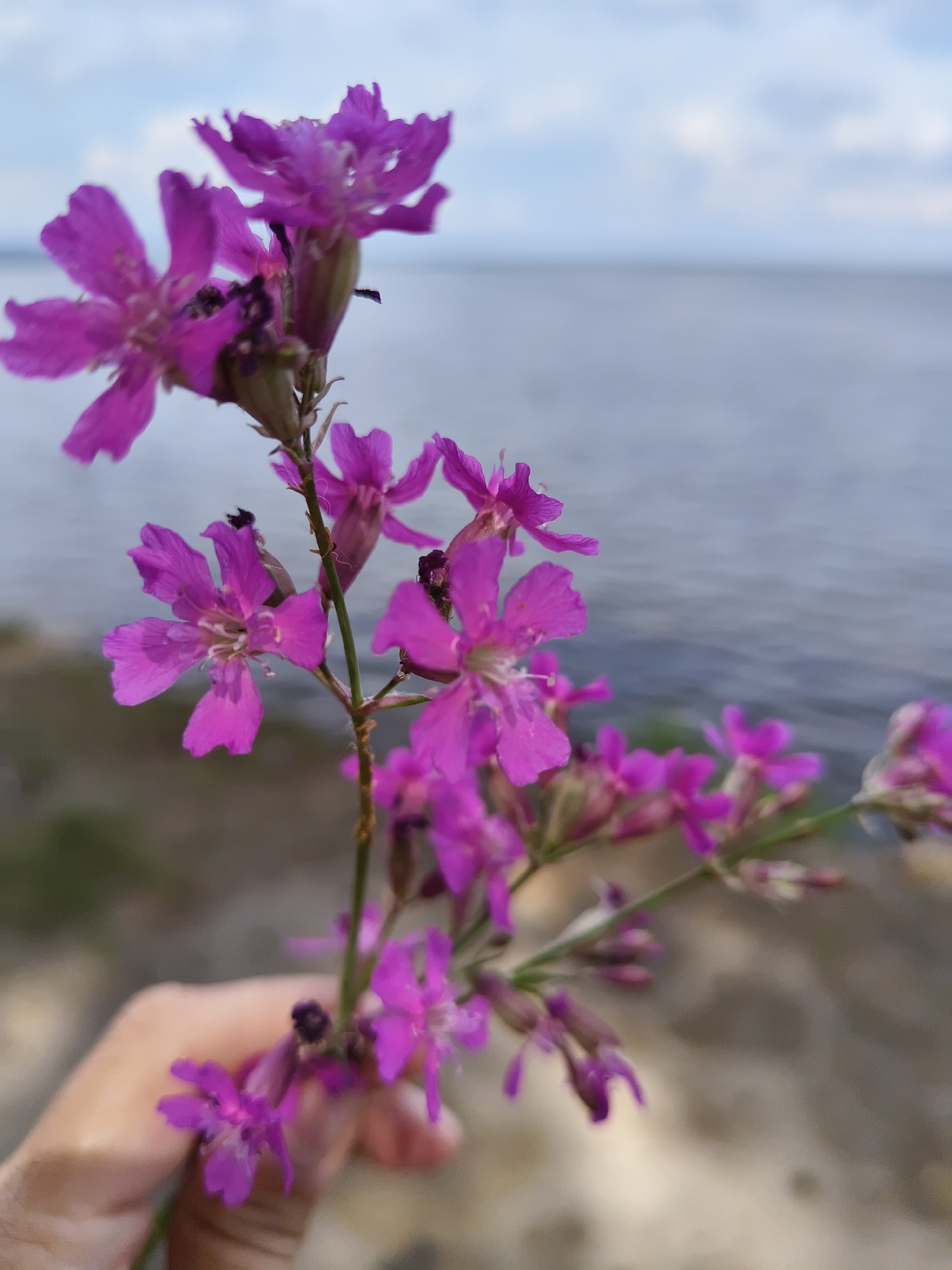 A close-up, eye-level shot shows a hand holding a delicate stem of small purple flowers against a blurred background of a body of water and a pale sky. The flowers are a vibrant magenta color, with five notched petals each. The stem is thin and green, with a few undeveloped buds also visible. The hand holding the stem is lightly cupped, with the fingers and thumb gently supporting the flowers. The background is out of focus, but suggests an outdoor natural setting, possibly a shoreline. The water is a muted grey-blue, and the sky above is a pale blue with streaks of white clouds. The overall lighting is soft and diffused, indicating it might be an overcast day or early morning/late evening.