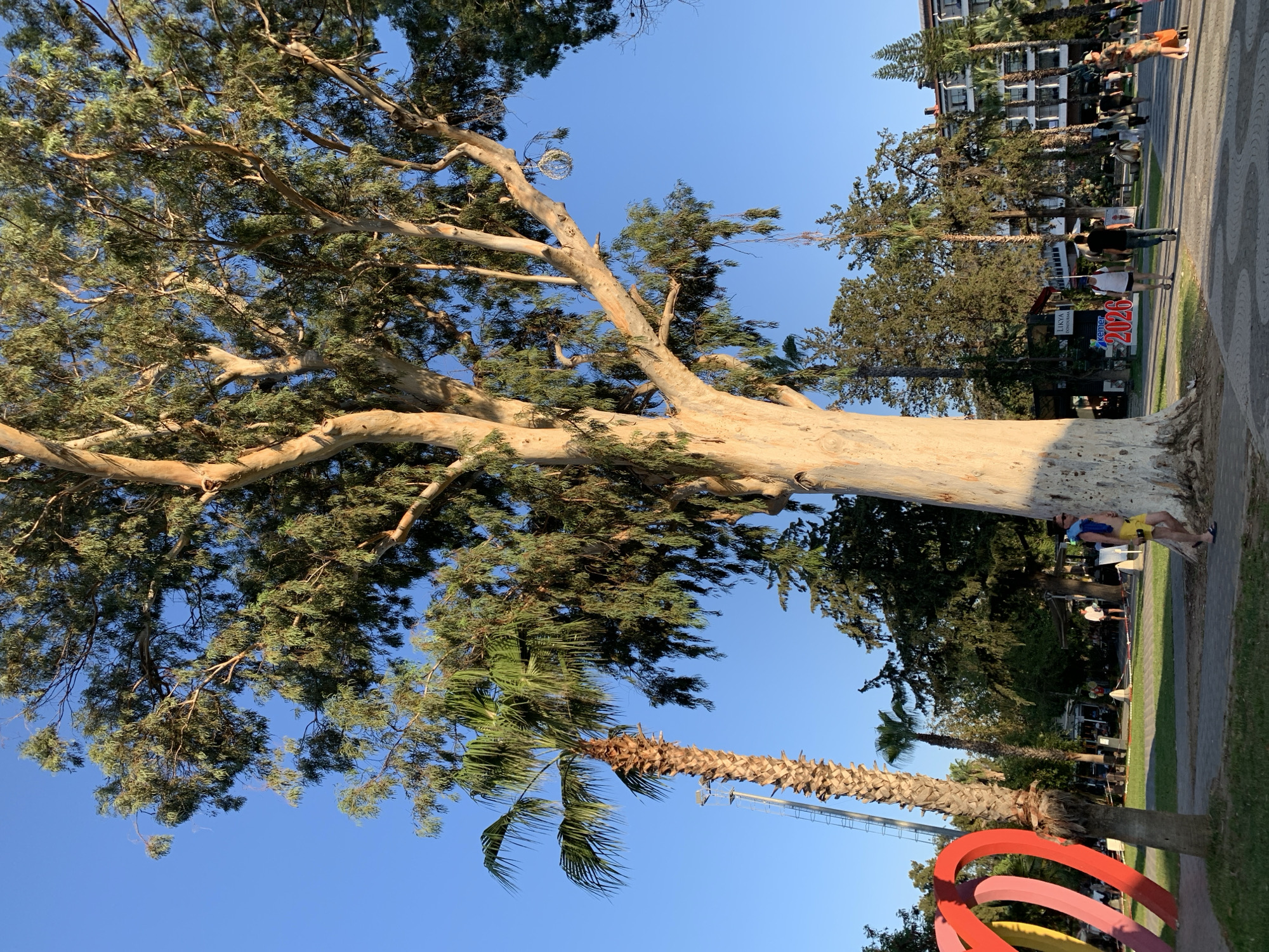 A large, light-barked eucalyptus tree stands prominently in the foreground, its branches reaching towards a clear blue sky. To its left, a tall palm tree with a rough, segmented trunk is visible. In the middle ground, a park-like area features a paved walkway, a grassy lawn, and several smaller trees. A colorful, abstract sculpture, possibly representing intertwined hearts, is situated on the left side of the image. Several people are seen walking along the path and in the park. Behind the park, buildings with multiple stories and balconies are visible, some with palm trees in front of them. Signs are present, one reading "LIKYA DONDURMA" and another with "2026". The scene appears to be a public area in Kemer, Turkey, likely a promenade or park near the coast, given the presence of palm trees and resort-like buildings. The lighting suggests it is late afternoon or early evening, with the sun casting a warm glow on the large tree.