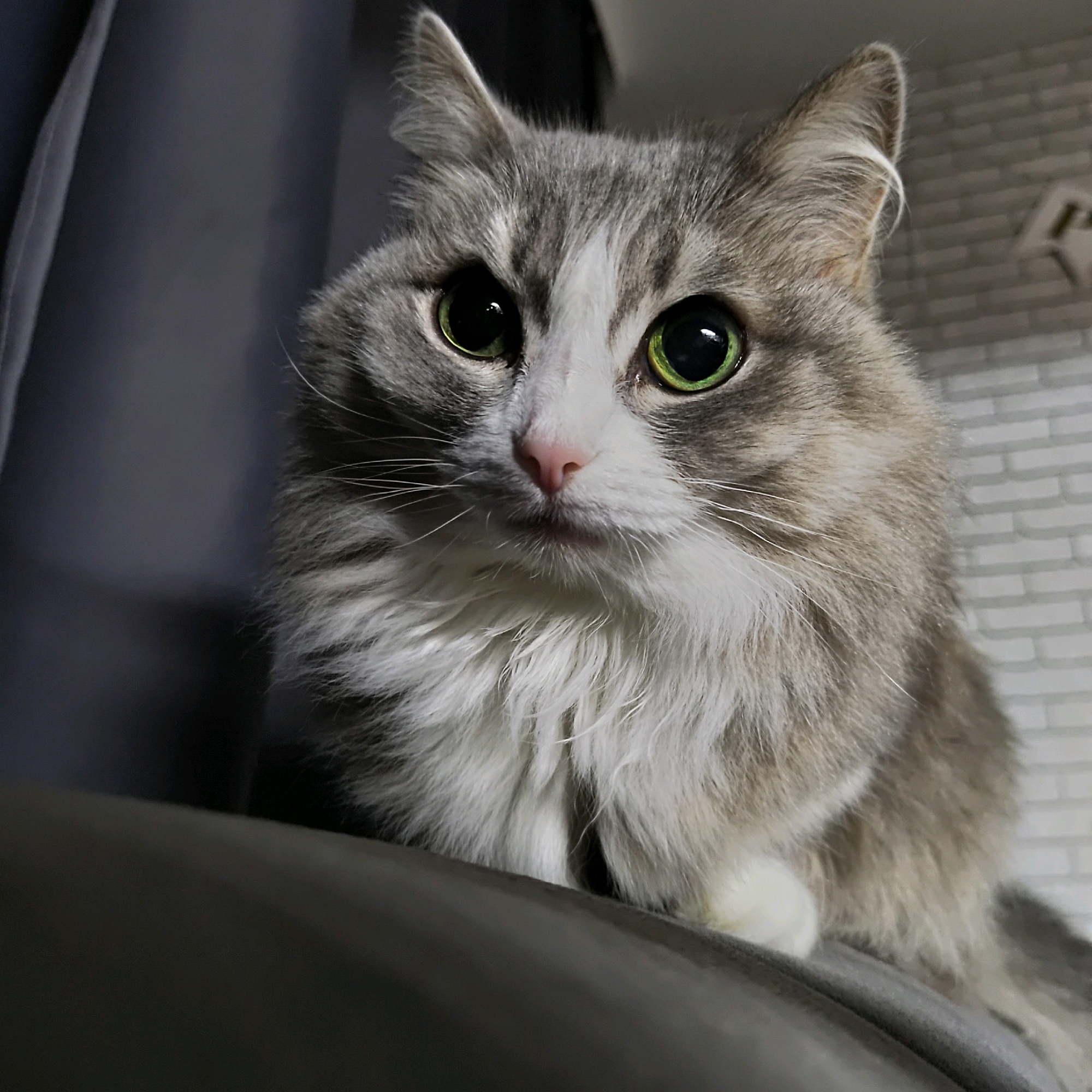 A close-up, eye-level shot captures a fluffy, gray and white cat with striking green eyes. The cat is positioned on a dark gray surface, possibly a sofa or chair, with its head slightly tilted. Its fur is long and appears soft, with distinct gray tabby markings on its head and back, contrasting with a white chest and muzzle. The background is out of focus, featuring a dark curtain on the left and a white brick wall on the right. The lighting is dim, creating a dramatic effect, with a light source highlighting the cat's face. The scene does not provide any specific information about the city of Марковский, Russia.