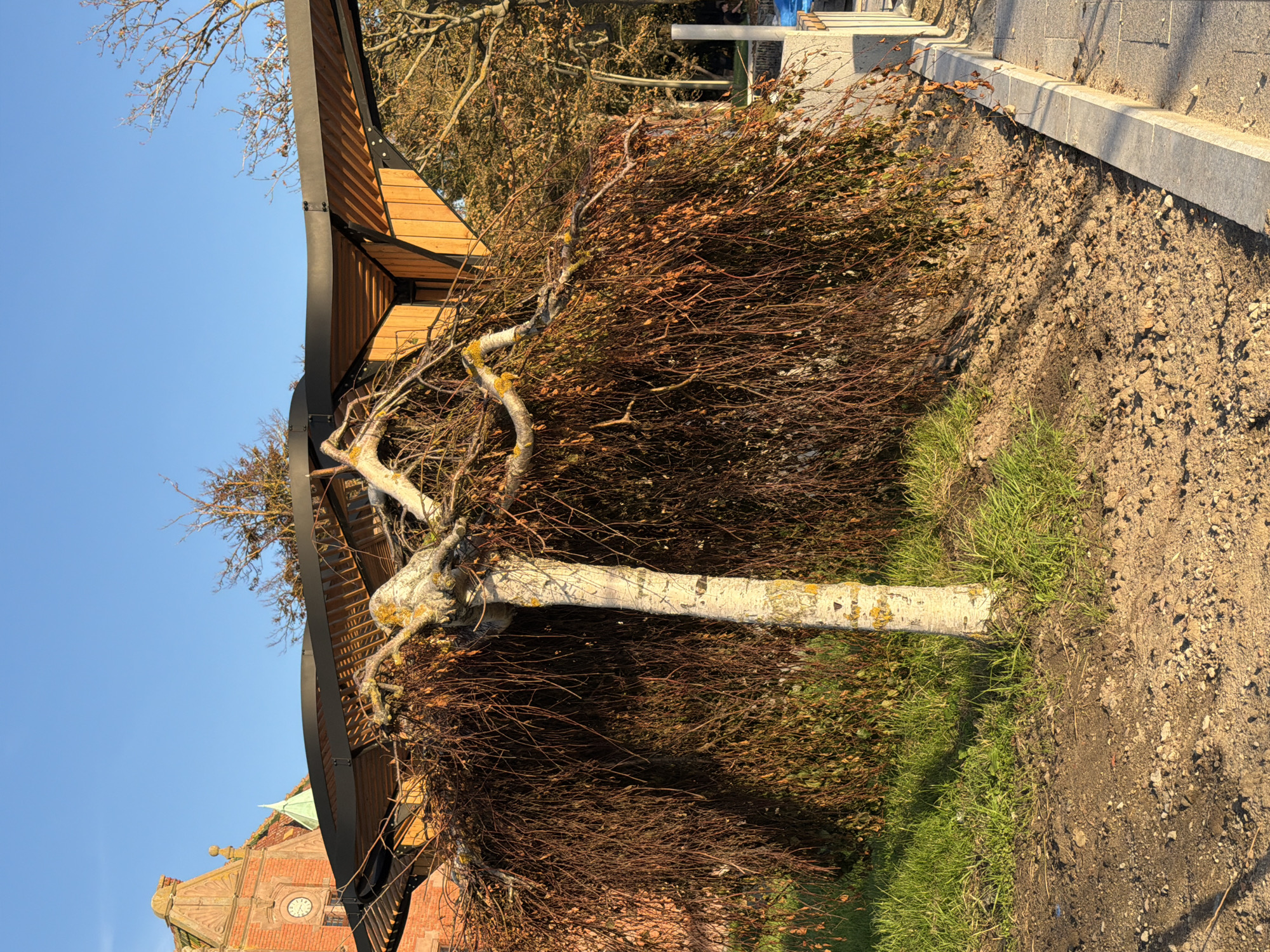 In Zelenogradsk, Russia, an image captures a close-up of a weeping tree with a white, textured trunk standing on a patch of green grass. The tree's branches, adorned with sparse brown and orange leaves, droop downwards, creating a dense curtain. Behind the tree, a modern wooden and metal canopy structure is visible, with a hint of a brick building featuring a clock face in the background. The ground around the tree is composed of soil and small stones. To the right, a paved walkway with a stone border is present. The scene is illuminated by natural sunlight, casting shadows and highlighting the textures of the tree and the surrounding environment.