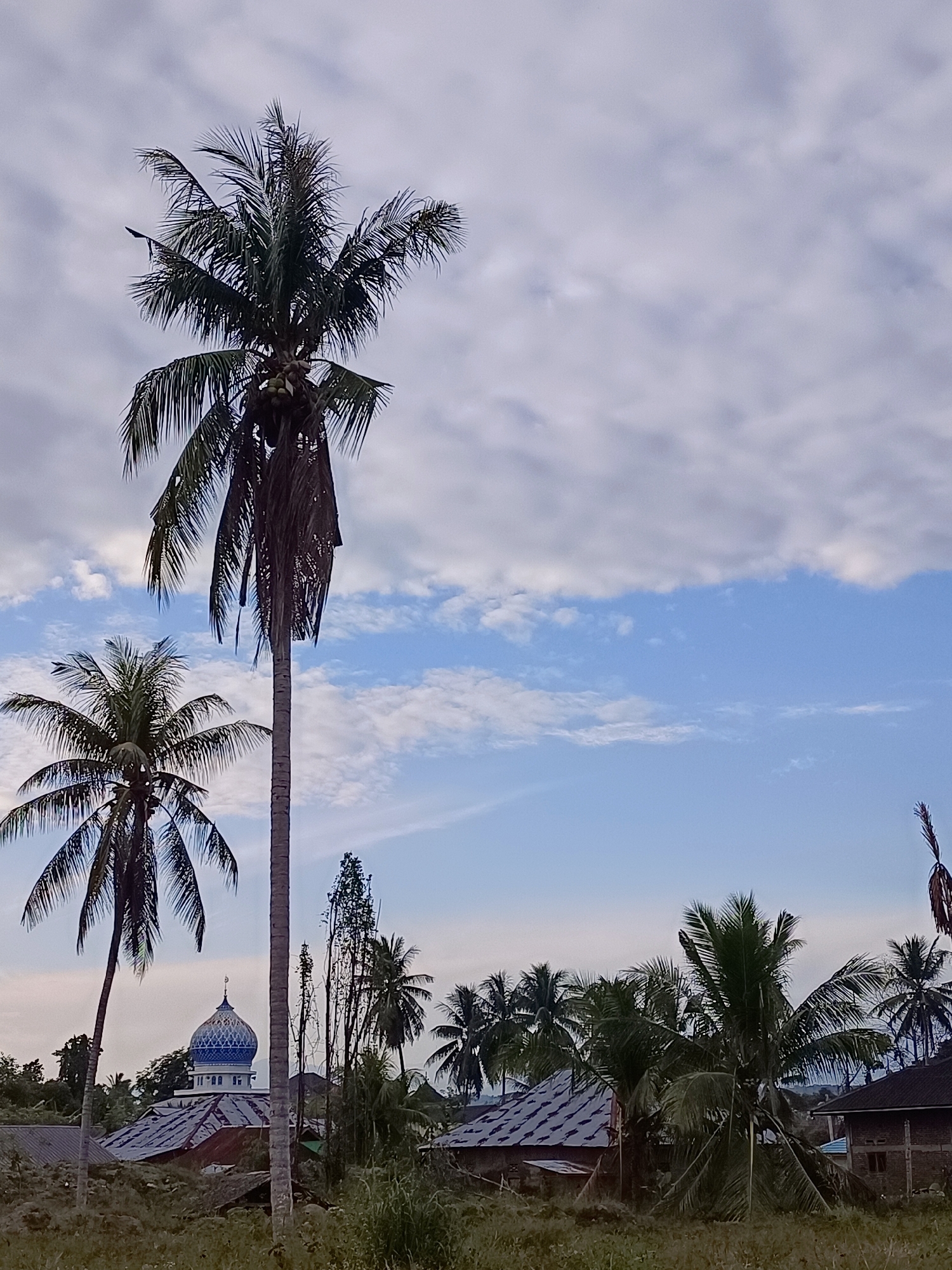 In Meunasah Raya, Indonesia, an outdoor scene captures a view of palm trees, houses, and a mosque under a partly cloudy sky. Two prominent palm trees are in the foreground, with one taller and to the left, its fronds extending upwards, and another shorter one to the left and slightly forward. Behind them, a mosque with a blue dome and white structure is visible, nestled amongst other buildings with corrugated roofs. Several other palm trees and vegetation dot the landscape, with a few tall, thin trees also present. The sky is a mix of blue and white clouds, with a pale gradient towards the horizon. The ground in the foreground is covered with dry grass and vegetation.