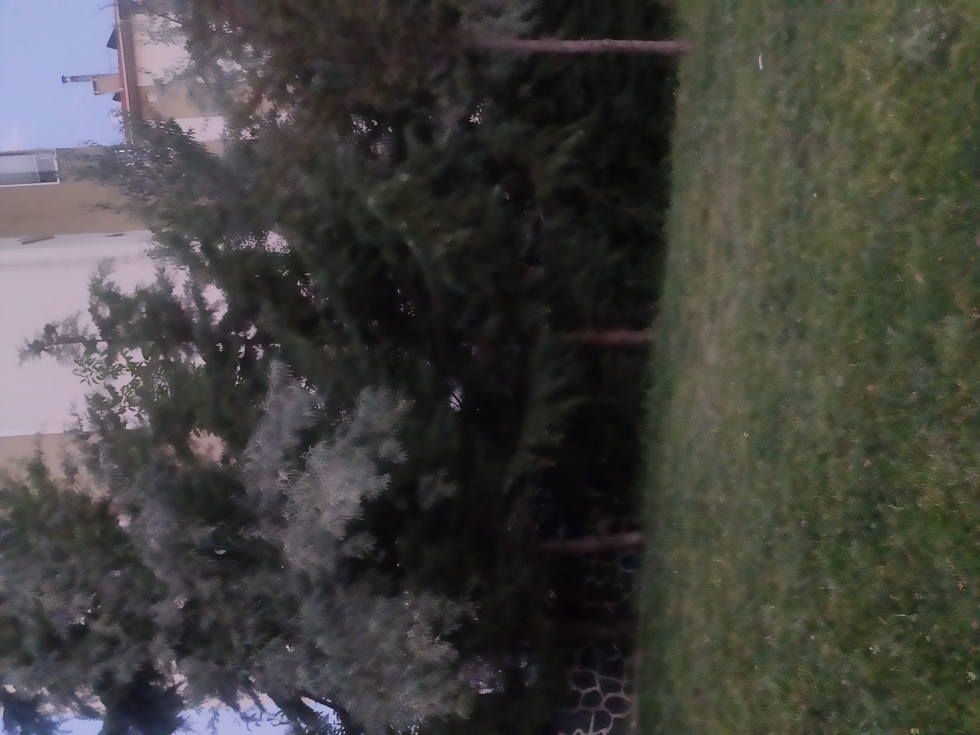 The image depicts a naturalistic setting featuring several evergreen trees in the foreground and middle ground, with a portion of a building visible in the background. A neatly trimmed lawn occupies the lower part of the frame. The lighting suggests it is either early morning or late evening. The scene is devoid of any human presence or discernible activity. The architecture in the background, while partially obscured by trees, indicates an urban or suburban environment. The overall impression is one of a tranquil outdoor space.