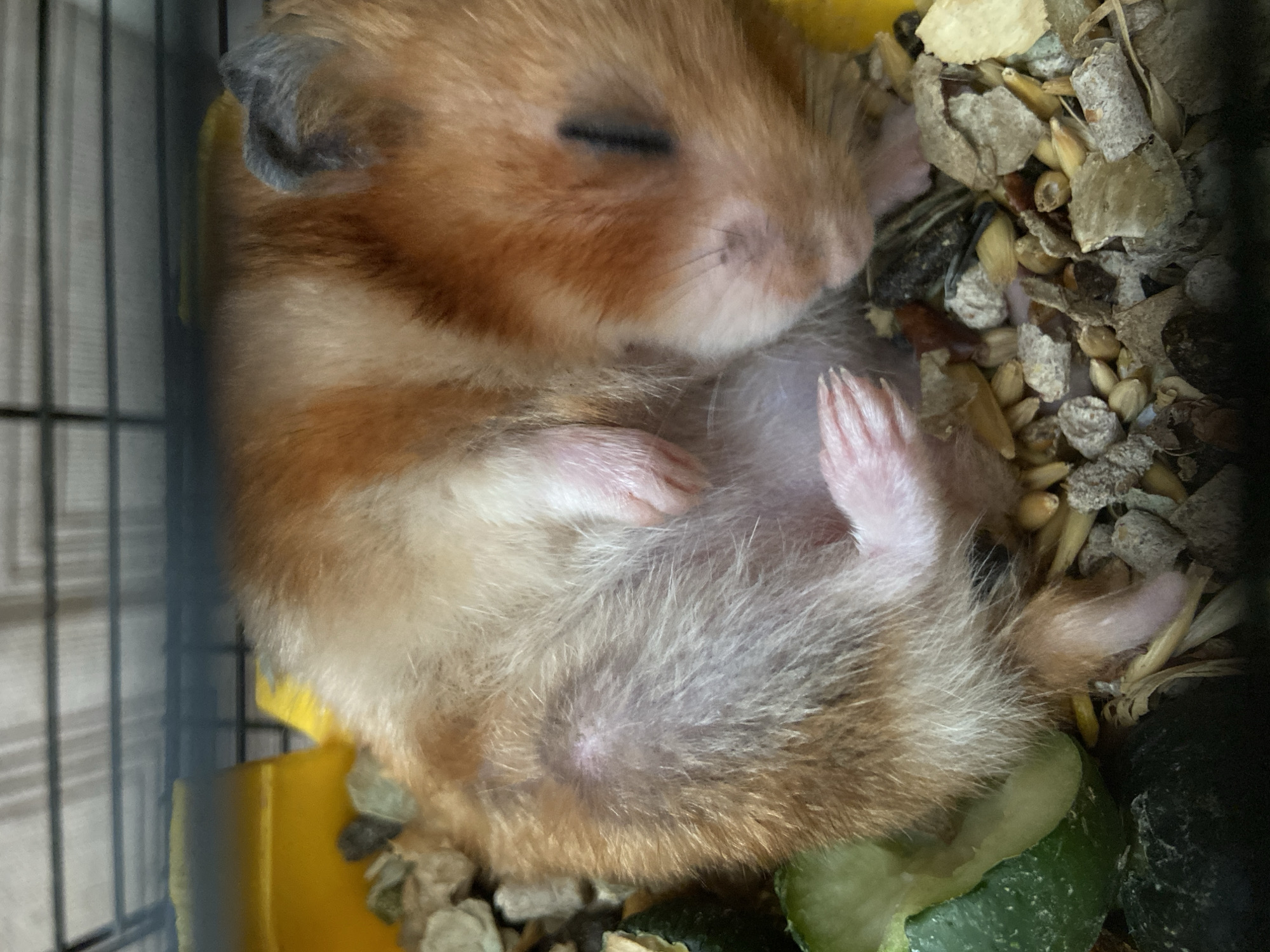 An overhead, medium-close shot shows a small, ginger and white hamster curled up asleep on a bed of seeds and kibble. The hamster's fur is a mix of light brown and white, with darker brown stripes on its back. Its eyes are closed, and its tiny paws are tucked underneath its body. A piece of green vegetable is visible on the left side of the image, and the hamster's cage bars are visible at the top. The environment appears to be an indoor habitat for a small pet.