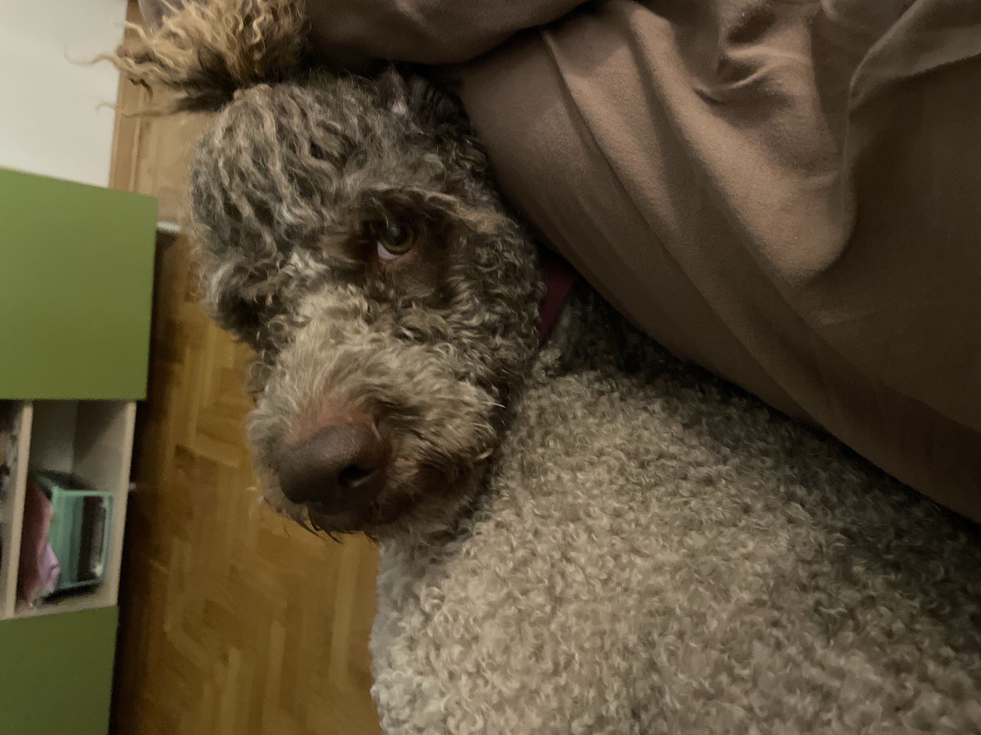 A Lagotto Romagnolo dog is seen close-up. The dog is mostly gray with a brown nose. It is partially obscured by a brown blanket and appears to be indoors. The background includes a green cabinet and a wooden wall or door. The location is not discernible from the image.