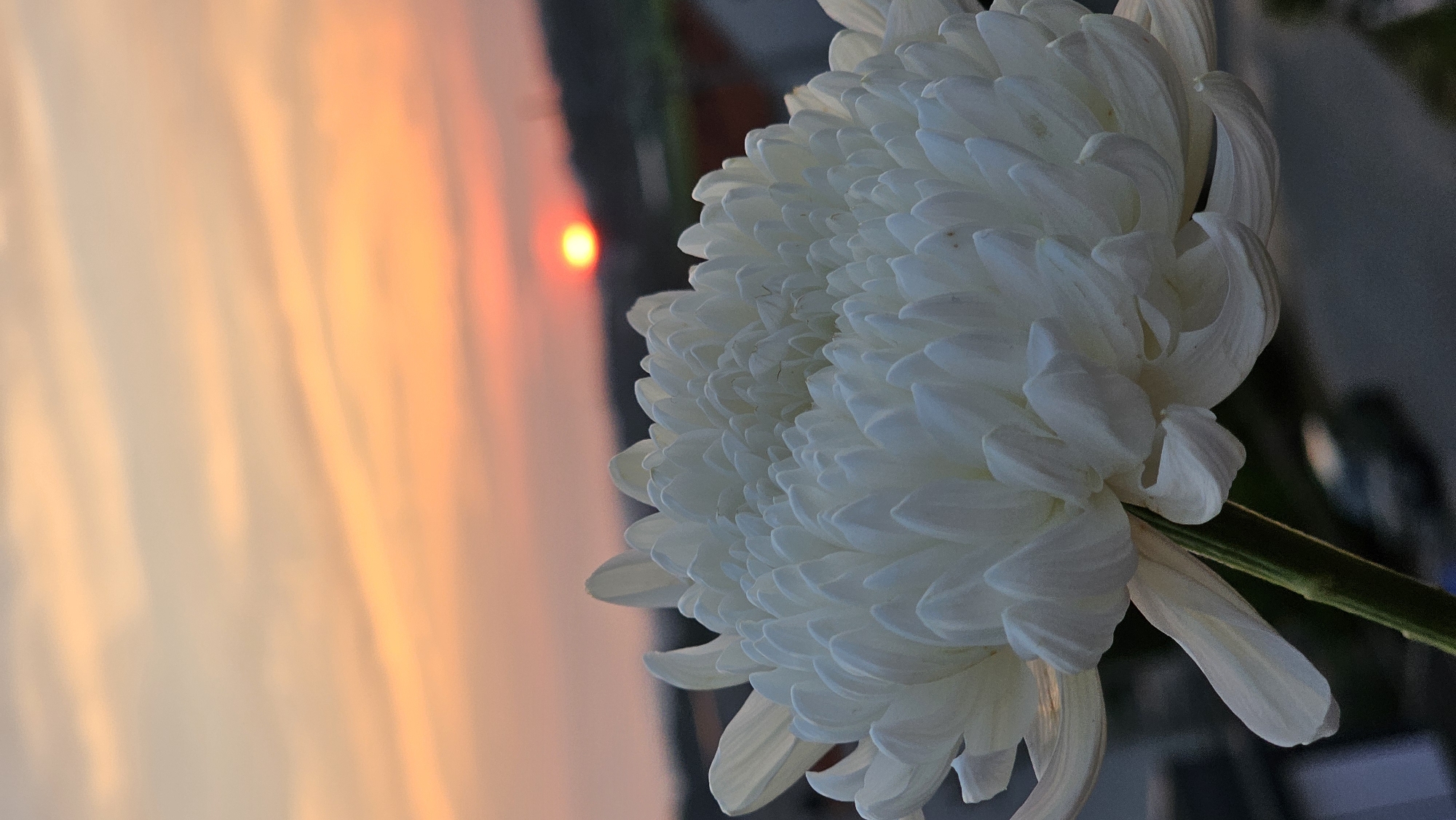 A close-up vertical shot shows a white chrysanthemum flower in the foreground, its petals tightly layered and delicate. Behind the flower, the setting sun casts a warm orange glow across the sky, with wispy clouds streaking horizontally. The sun itself is a small, bright orange orb positioned just above a blurred, dark silhouette of a distant hillside and some low-rise buildings, suggesting an urban or suburban environment. The foreground flower is sharply in focus, with its green stem visible at the bottom left. The background is softly blurred, creating a bokeh effect that emphasizes the flower. The scene depicts a tranquil evening setting, likely on a balcony or rooftop overlooking Asan-si, South Korea.