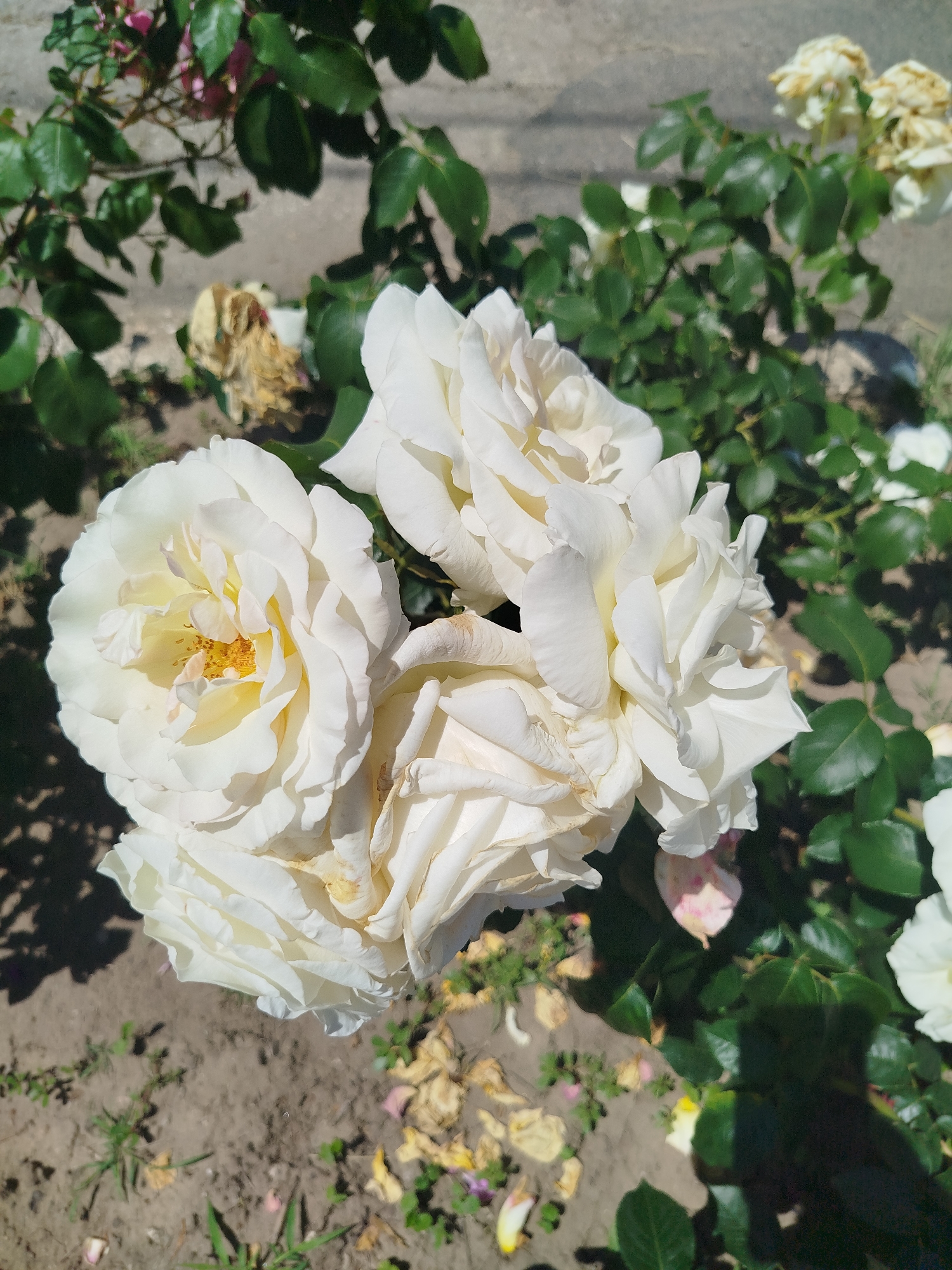 A close-up, high-angle outdoor shot captures a cluster of white roses in bloom. The roses, varying in their stage of opening, display delicate, layered petals with hints of pale yellow at their centers. Their leaves are a vibrant green, lush and healthy, providing a rich backdrop to the flowers. The ground below is a mix of brown soil, scattered dry leaves, and small green shoots, suggesting a garden or natural setting. Sunlight casts dappled shadows from the foliage onto the soil. In the background, a rough, grey surface, possibly a wall or pavement, is visible. The scene is devoid of any human presence or discernible activity.
