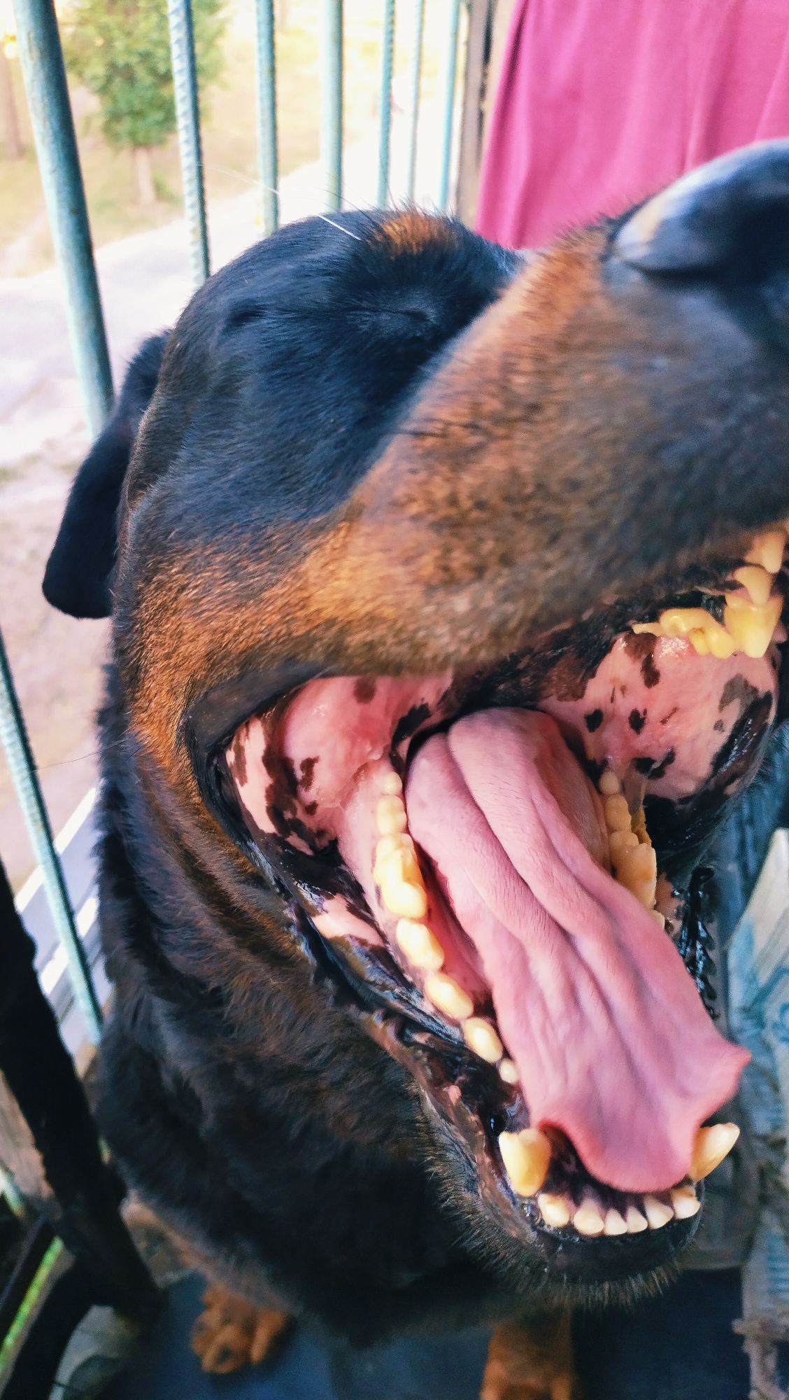 The image is a close-up, low-angle shot of a Rottweiler dog's open mouth, taken outdoors. The dog's tongue is pink and extended, with its teeth visible and appearing yellowish. The inside of the mouth is pink with dark spots. The dog's black and tan fur is visible around its muzzle and head. In the background, there are out-of-focus green trees and a pink fabric item hanging, possibly a curtain or clothing. There are also vertical metal bars, suggesting the dog might be behind a fence or on a balcony. No specific location in Horishni Plavni, Ukraine is identifiable from the image.