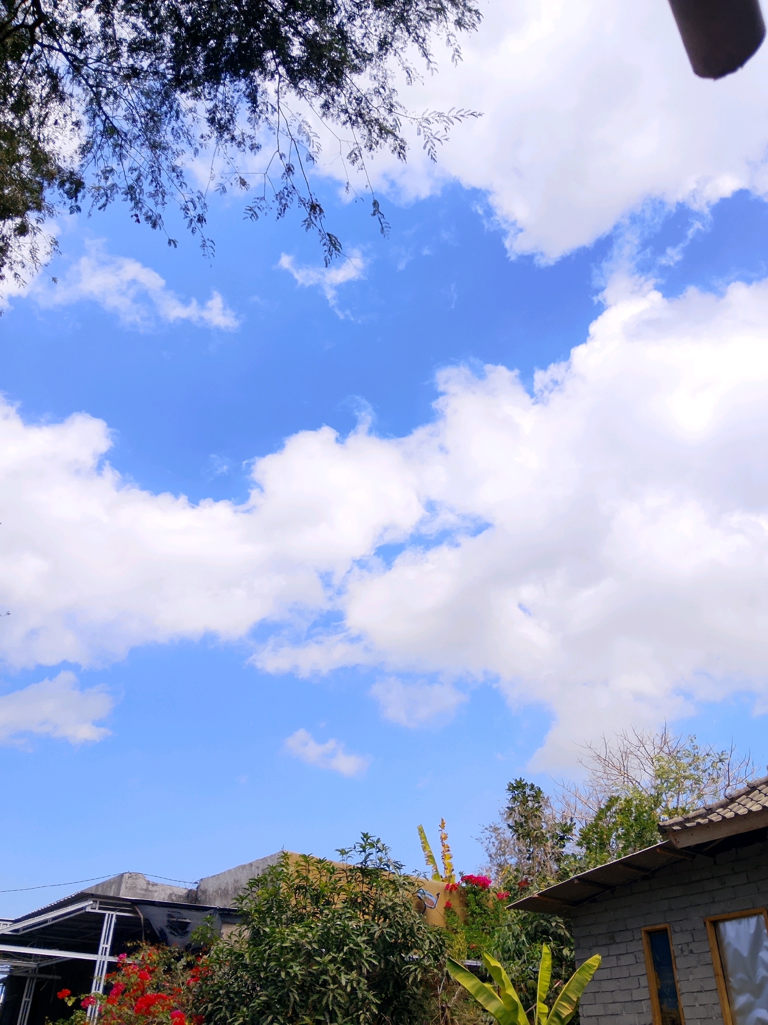 The image depicts a bright, sunny day with a clear blue sky filled with fluffy white clouds. The perspective is from ground level, looking upwards. In the foreground, there are several buildings and lush greenery. On the left, a building with a dark roof is visible, partially obscured by trees and red flowers. To the right, another building made of grey bricks with a tiled roof and wooden window frames is shown. Various trees and plants, including banana leaves and flowering bushes, create a dense, verdant landscape. Overhanging the scene from the top left are dark branches and leaves of a tree, casting some shadow. The overall impression is one of a tropical or semi-tropical environment.