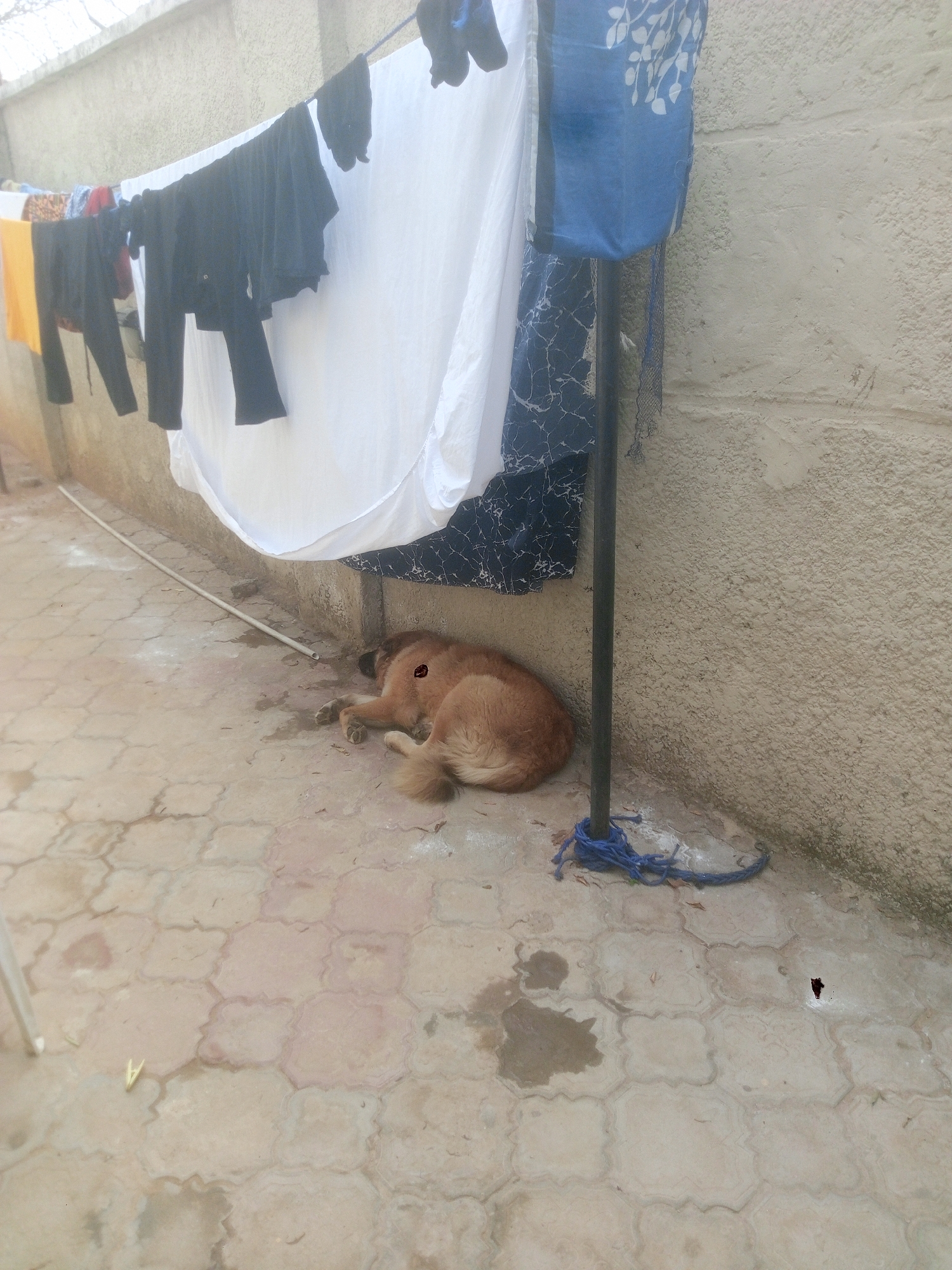 The image shows a dog lying curled up on a patterned concrete surface next to a wall in Kubwa, Nigeria. Above the dog is a clothesline with various articles of clothing hanging on it, including a blue patterned cloth draped over a pole, suggesting a shaded area. The wall behind the clothesline is textured and appears to be exterior. The scene seems to be a residential or backyard area.