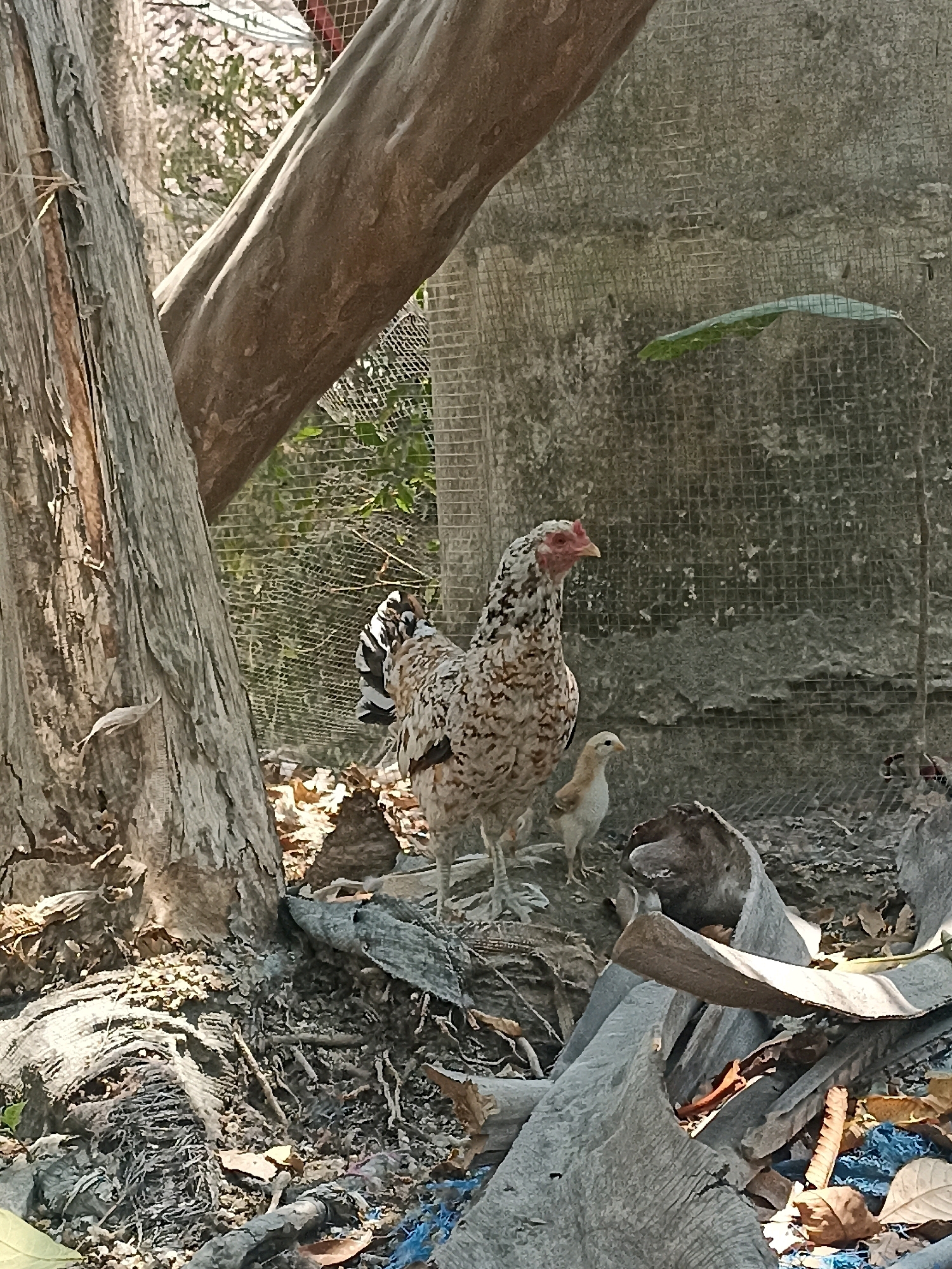 A hen and a chick are standing on the ground amidst debris and vegetation. The hen, speckled white and brown, has a red comb and wattles, and its tail feathers are black and white. The chick is small and light brown. They are positioned near the base of a large, weathered tree trunk. Behind them, a wire mesh fence runs along a textured, grey wall. The ground is covered with dry leaves, twigs, and what appears to be shredded material. The scene is lit by sunlight, creating shadows and highlighting the textures of the environment. This image was captured in the city of Widoro, Indonesia.