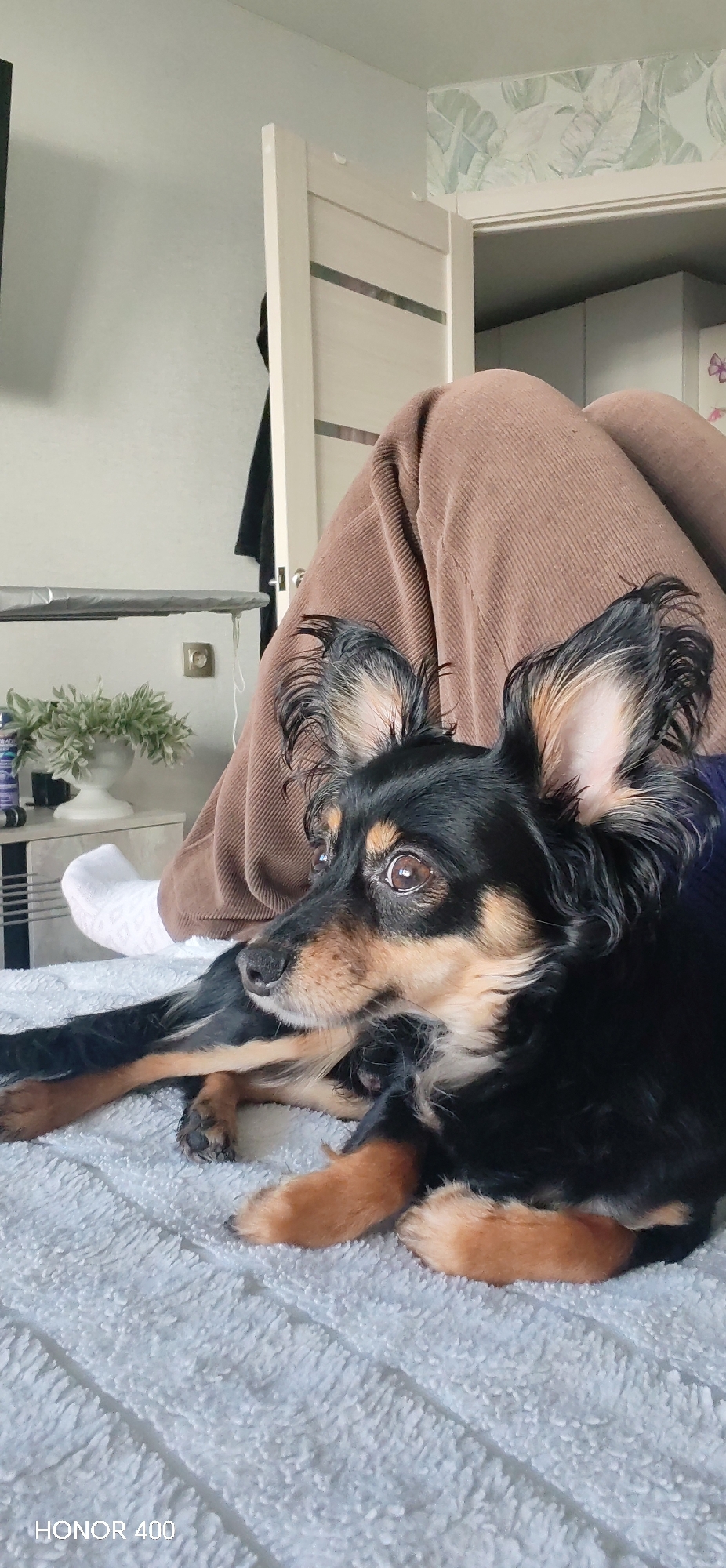 A close-up, eye-level shot shows a black and tan Russian Toy Terrier lying on a white textured surface. The dog is positioned in the foreground, facing slightly to the left of the frame. Behind the dog, a person is seated, their legs covered in brown corduroy pants dominating the midground.
In the background, a room setting is visible. To the left, there is a light-colored wall with a mounted television. An ironing board is positioned to the left, next to a white nightstand holding a small potted plant. To the right of the frame, a wardrobe with doors stands against a wall adorned with floral wallpaper.
The scene's location is identified by the text "HONOR 400" at the bottom of the image, which is likely the model of the camera used to capture the shot. However, there is no visible evidence to confirm the location of Noviy, Russia.