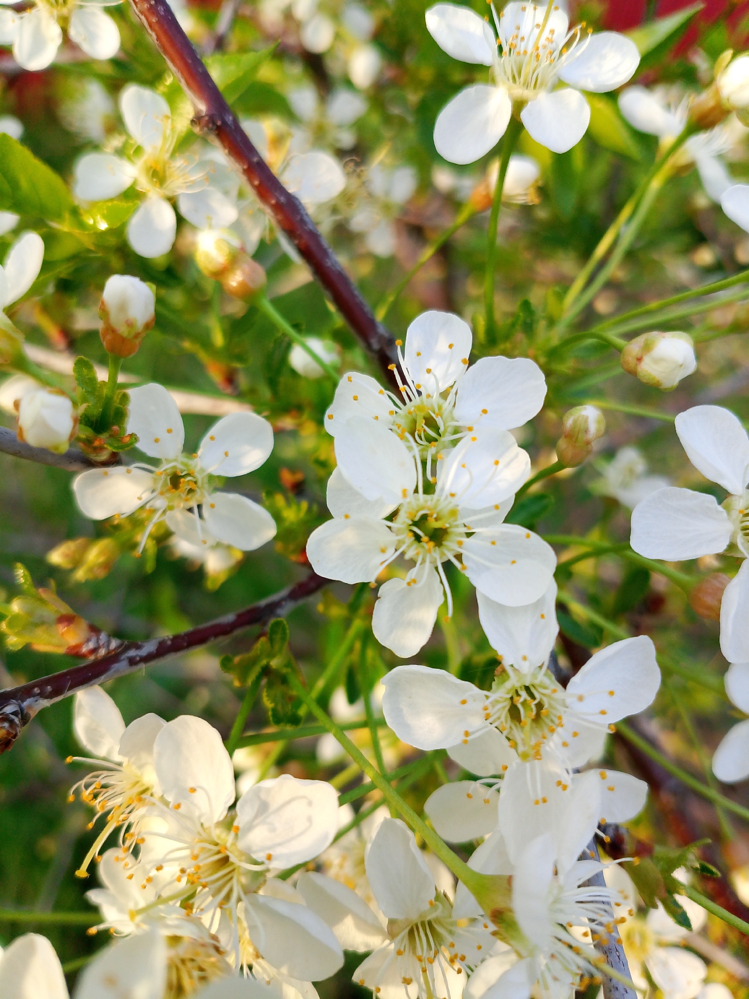 The image presents a close-up view of a flowering tree or shrub. The predominant features are the white blossoms with yellow centers and tiny yellow dots on the petals. The flowers are densely clustered, with some buds yet to fully open. A brown branch is visible, supporting the blossoms. The background consists of green foliage and more blurred flowers. Based on the type of flowers and the location provided (Прикамский, Russia), the image likely depicts a cherry or plum tree in bloom during spring.