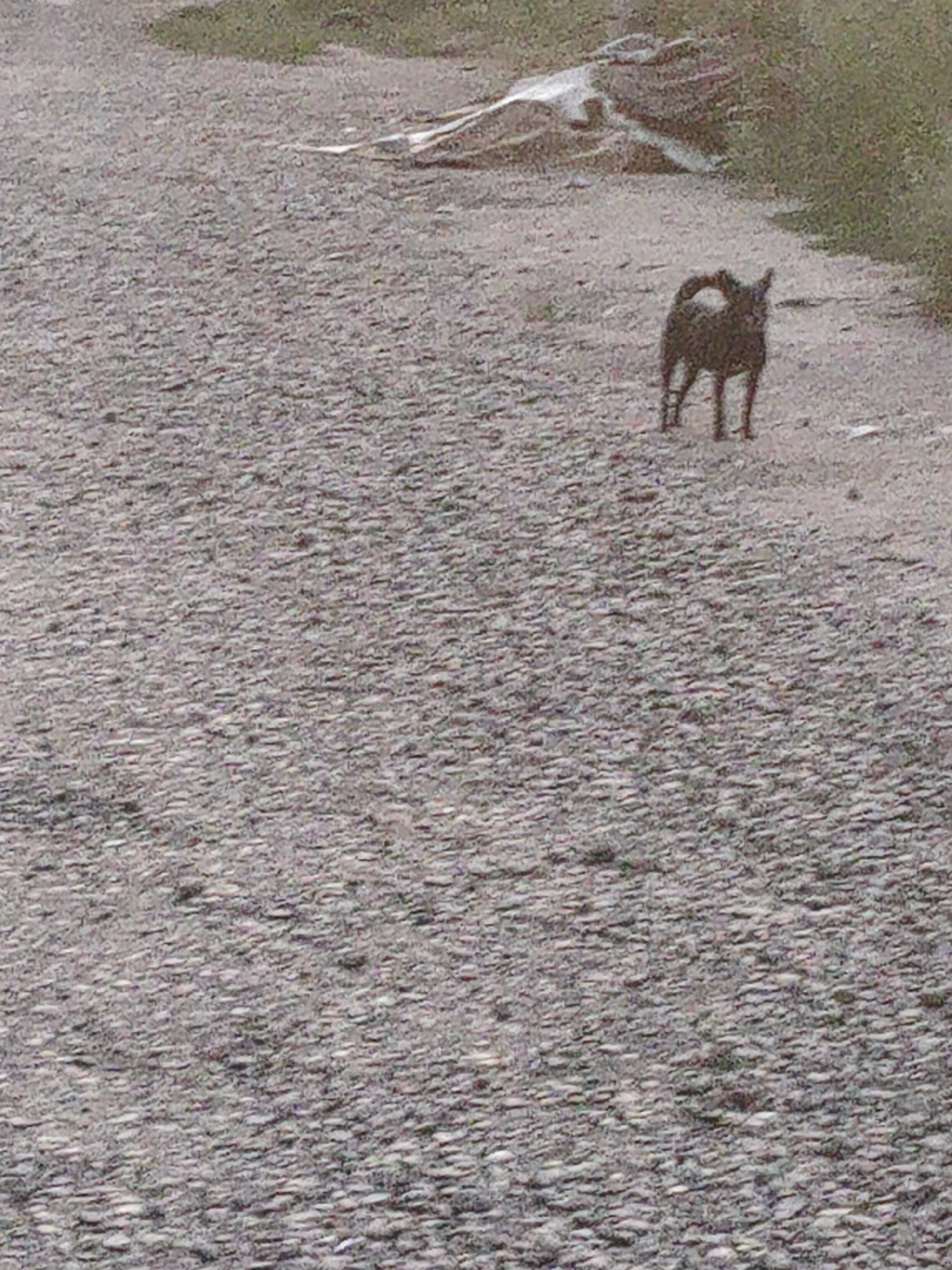 A black dog stands on a gravel road. The dog is facing away from the camera, with its tail curved over its back. The road is gray and textured, with small stones visible. In the background, there is a patch of green grass and some indistinct white objects. The scene appears to be outdoors, in a rural or semi-rural setting. The location is identified as Aktobe, Kazakhstan.