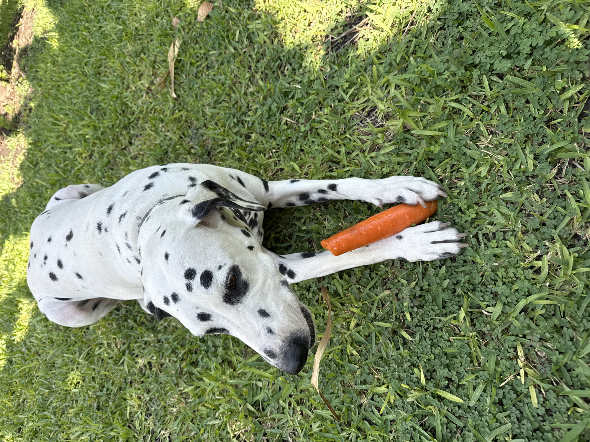 A Dalmatian dog lies on a lawn in Xochitepec, Mexico. The dog is mostly white with black spots. It is lying on its side, with its head and front paws extended. In its paws, it is holding a bright orange carrot. The lawn is green, with a mix of grasses and clover. There are some shadows across the lawn from nearby foliage.