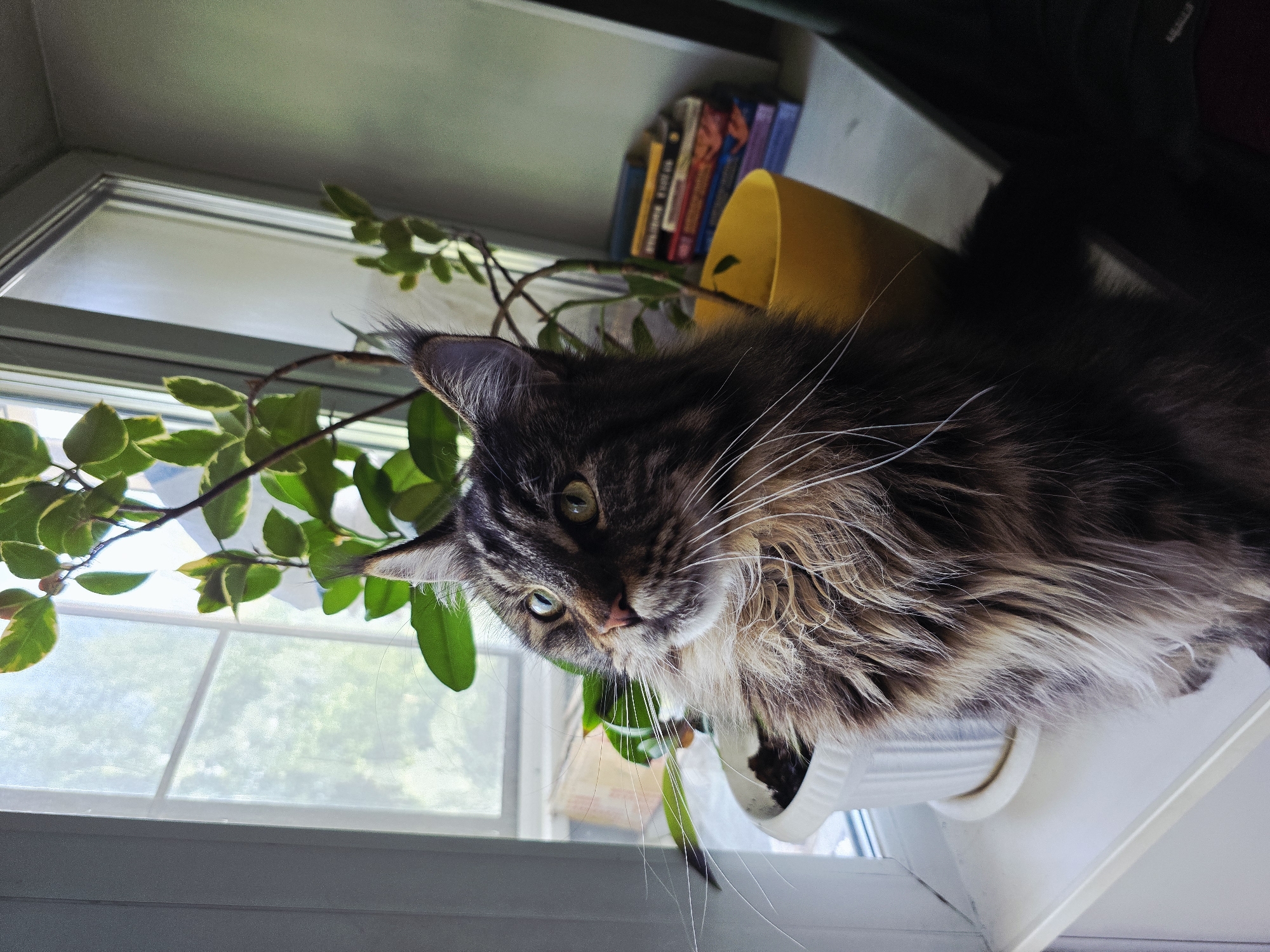 A Maine Coon cat with brown and black fur sits on a windowsill next to a potted plant and a stack of books. The cat is looking to its left, with its whiskers extended. The window behind the cat is partially obscured by the plant and appears to look out onto a green, leafy area. The room is lit by natural light coming through the window.