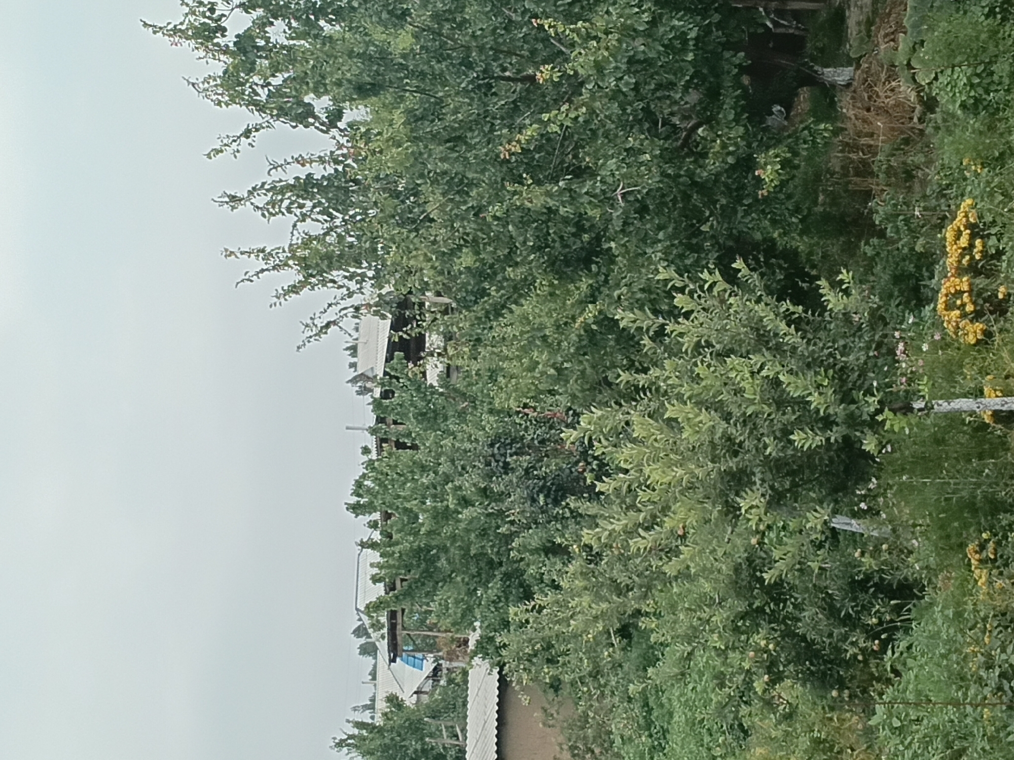 The image depicts a view of houses and trees in a rural setting, likely Uchkun, Kyrgyzstan. The scene is dominated by lush green foliage from various trees and bushes, with some yellow flowers visible on the right side. Several houses with white roofs and some visible wooden structures are nestled amongst the greenery, suggesting a residential area. The sky is overcast and pale, indicating a cloudy day. The perspective seems to be from a slightly elevated viewpoint, looking down and across the landscape. There are no people visible in the frame, and the overall impression is one of a quiet, natural environment. The image's orientation is rotated, with the horizon appearing vertical and the trees extending upwards from the bottom of the frame.