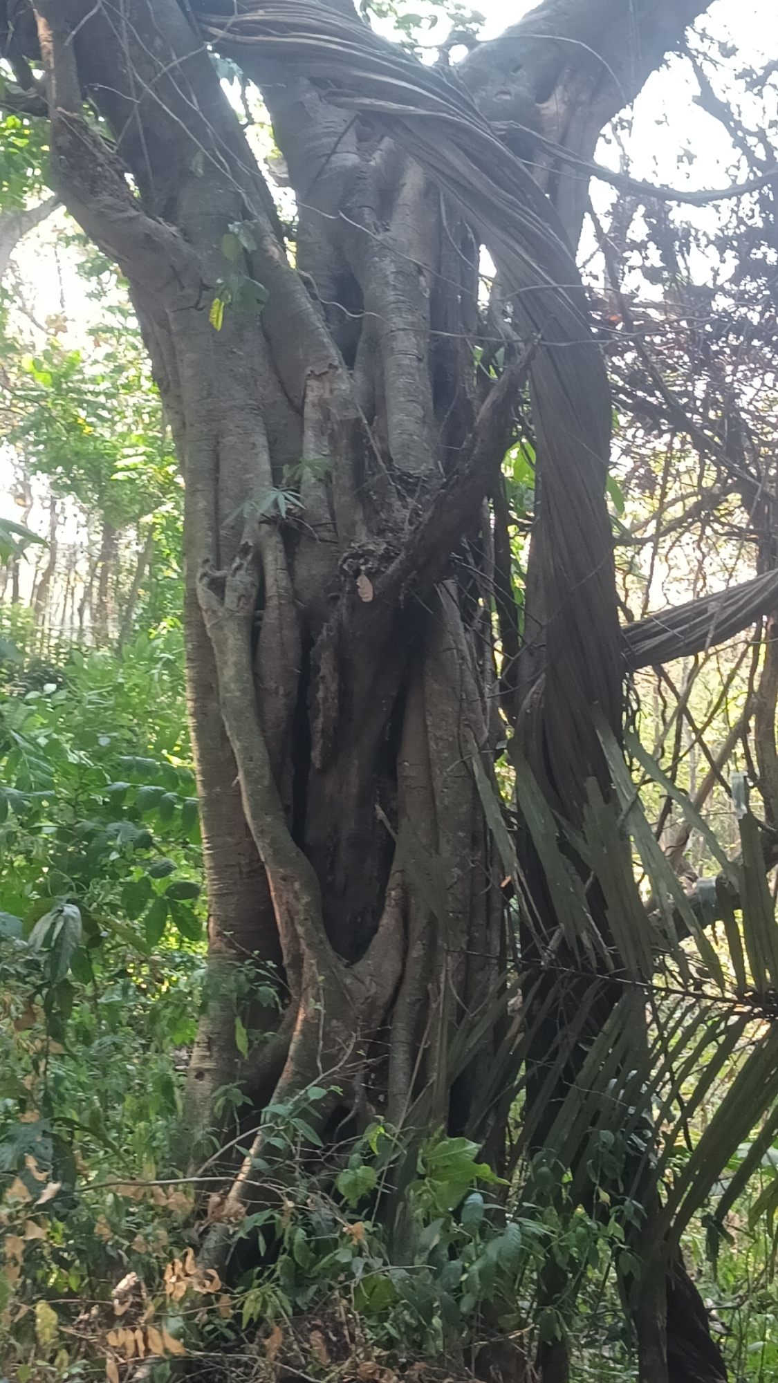 An image shows a large, old tree with thick, gnarled branches and exposed roots in a forest. The tree is surrounded by lush green foliage and other vegetation, suggesting a tropical environment. The lighting indicates it might be daytime, with sunlight filtering through the leaves. The image does not contain any people or any indication of a specific location within Tanggan, Indonesia, other than it being a forest.