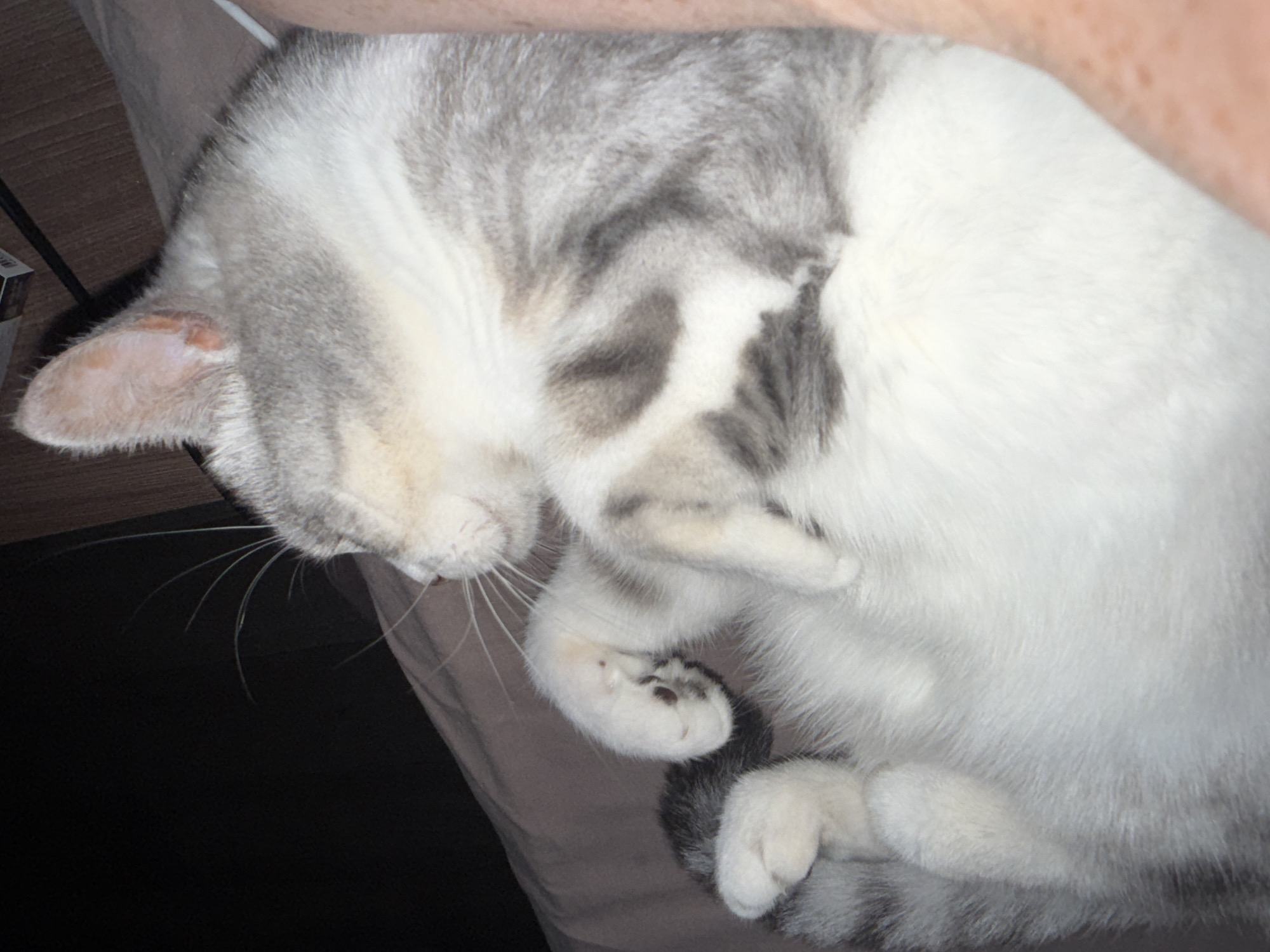 An indoor, close-up, eye-level shot shows a gray and white tabby cat lying on its back. The cat is sleeping, with its eyes closed. The cat's paws are curled up against its chest, and its tail is tucked around its body. The background is a blurry brown surface, possibly a blanket or bed. A person's arm is visible on the right side of the image, with freckles on their skin. The lighting is dim, suggesting the photo was taken in a low-light environment.