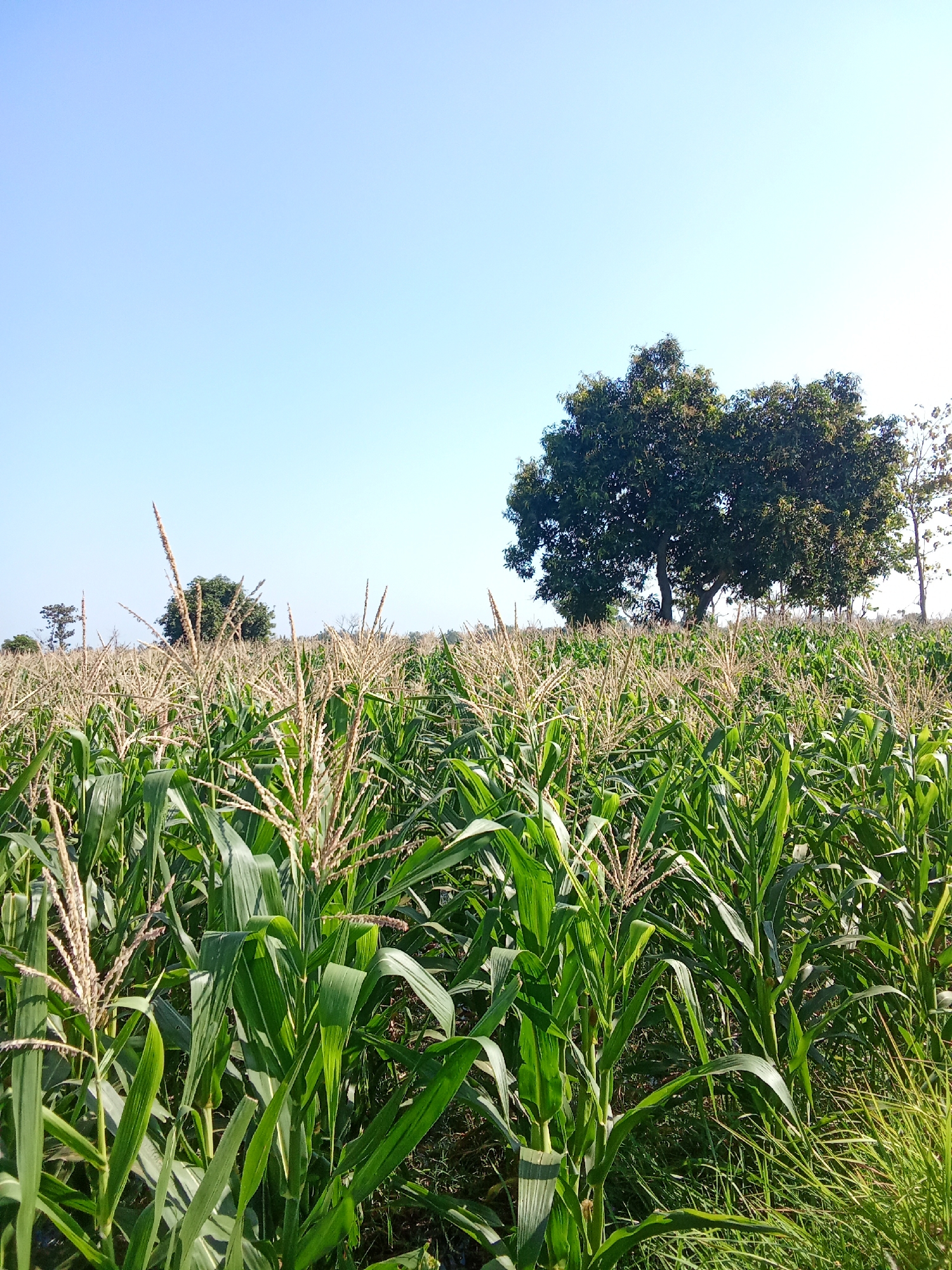 A wide-angle, eye-level shot captures a sunlit cornfield under a clear, pale blue sky. The foreground is dominated by lush green corn stalks with their feathery tassels, extending towards the viewer. In the mid-ground, a dense field of corn continues, with taller trees visible in the distance. The largest of these trees, a mature, leafy specimen, stands prominently to the right of center. The scene is set in an outdoor environment, likely a rural area, with no people or animals present. The lighting suggests it is daytime, with the sun casting a warm glow on the vegetation.