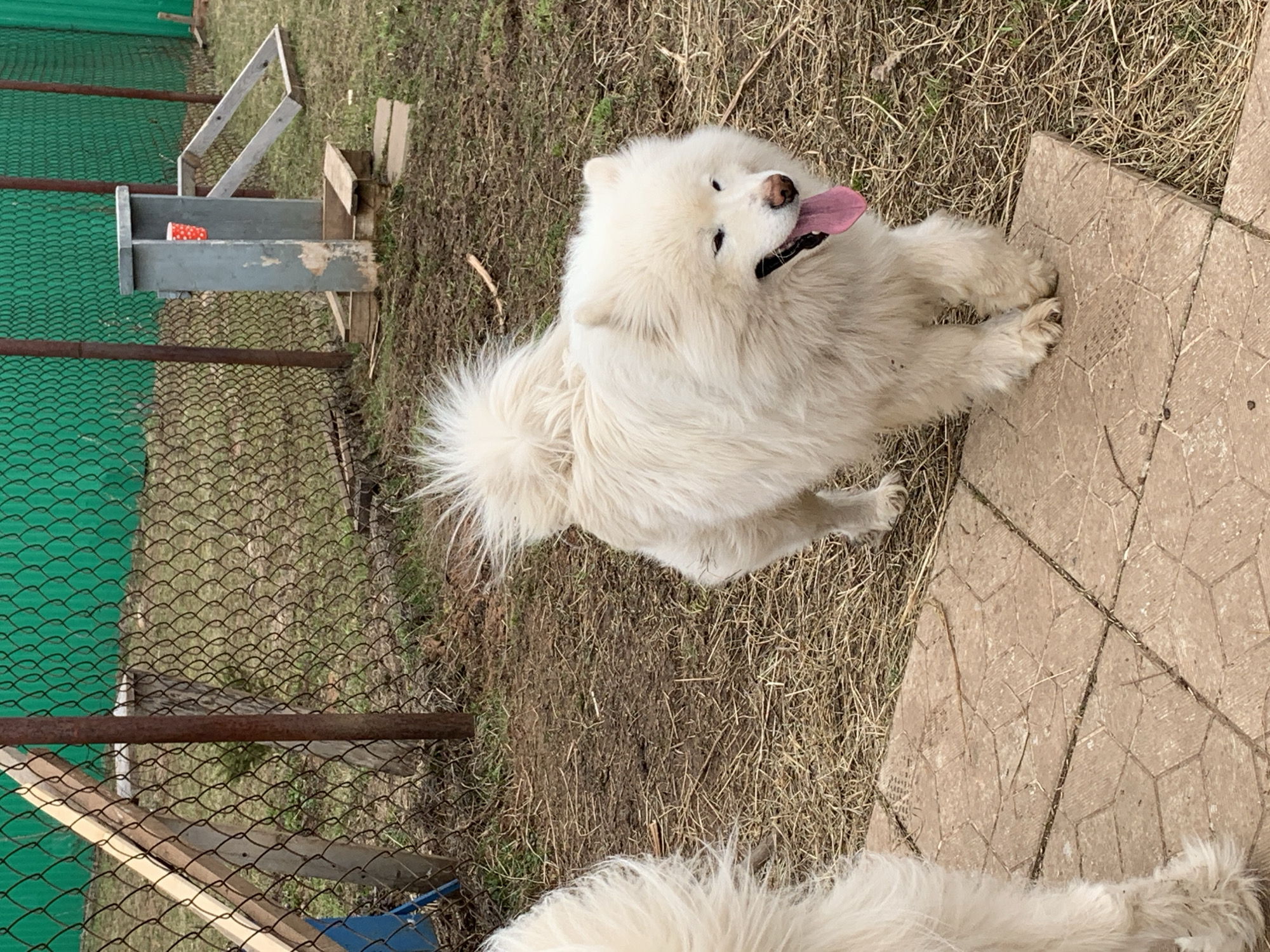 This outdoor image, taken in Stary Chultem, Russia, captures a bright, daytime scene featuring two white, fluffy dogs, likely Samoyeds, in what appears to be a backyard or enclosed outdoor area.
The primary subject is a large, white dog positioned towards the center-right of the frame, looking upwards with its mouth slightly open and its pink tongue extended, suggesting a happy or playful demeanor. Its thick, white fur is prominent, and its paws rest on the ground, with some on a patterned paving stone. The ground beneath the dog consists of dry grass and patches of dirt.
In the bottom right corner, a portion of another white fluffy dog is visible, indicating the presence of a second animal. To the left, a green mesh fence with horizontal metal bars forms the boundary of the enclosure. Behind the fence, there's a simple wooden structure or feeder, in which a red cup with white polka dots is placed. The ground on the far left also shows dry grass and dirt.
The setting appears rustic and functional, with natural elements and simple constructions. There is no discernible text visible in the image. The lighting suggests a clear day, highlighting the dogs' bright fur and the textures of the ground and wooden structures.