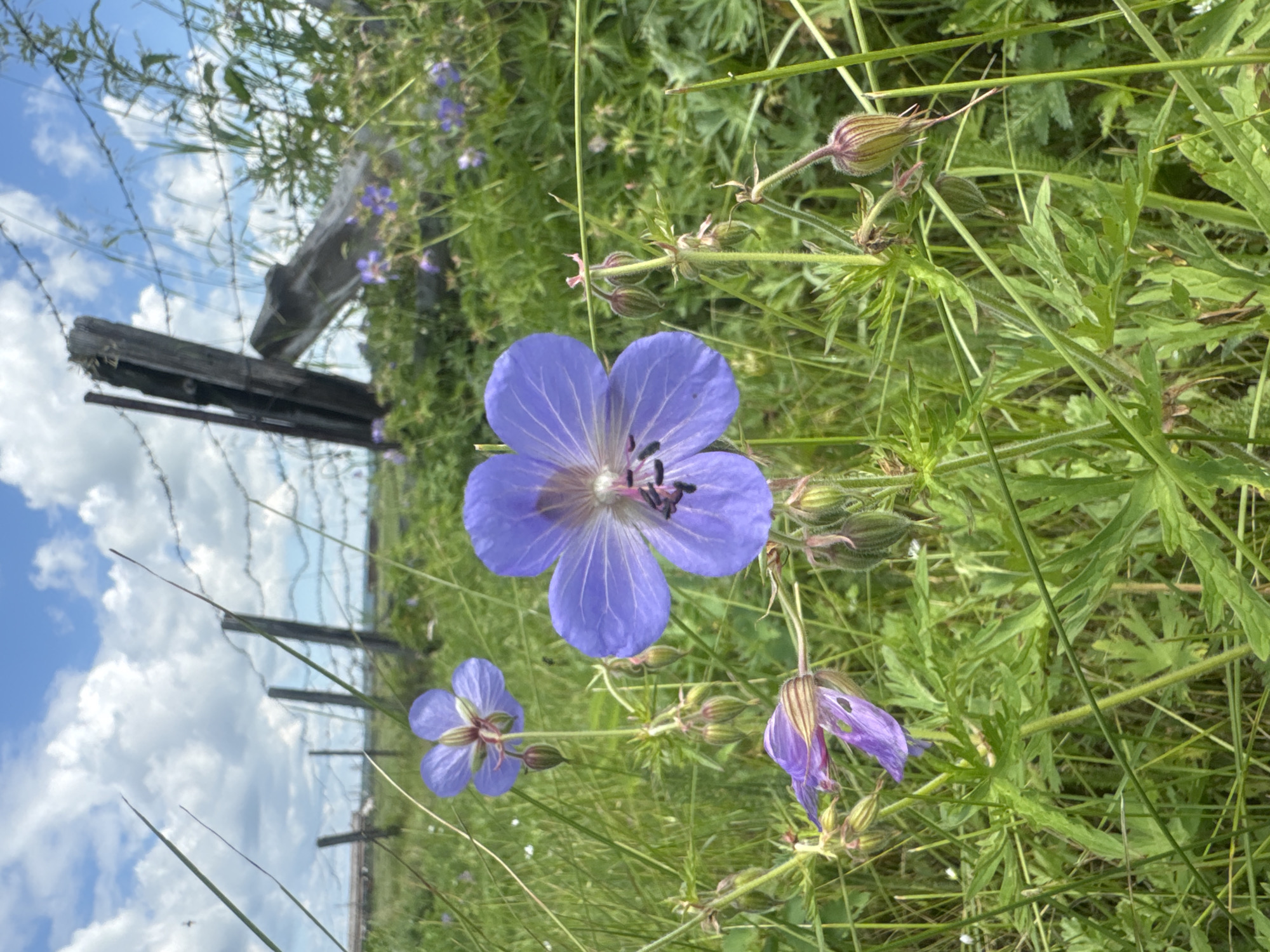 A shallow depth-of-field, eye-level, outdoor shot captures purple flowers in the foreground, with a weathered wooden fence and barbed wire in the blurred background. The scene appears to be in a grassy field near Maksimovshchina, Russia. The focus is on a large purple flower with five petals, showcasing intricate veining and dark stamens. Several buds and smaller purple flowers are also visible, scattered among lush green grass and foliage. The sky above is partly cloudy, with white cumulus clouds against a pale blue expanse. The fence posts are dark and appear aged, with barbed wire strung between them. The overall impression is one of wild, natural beauty in a rural setting.