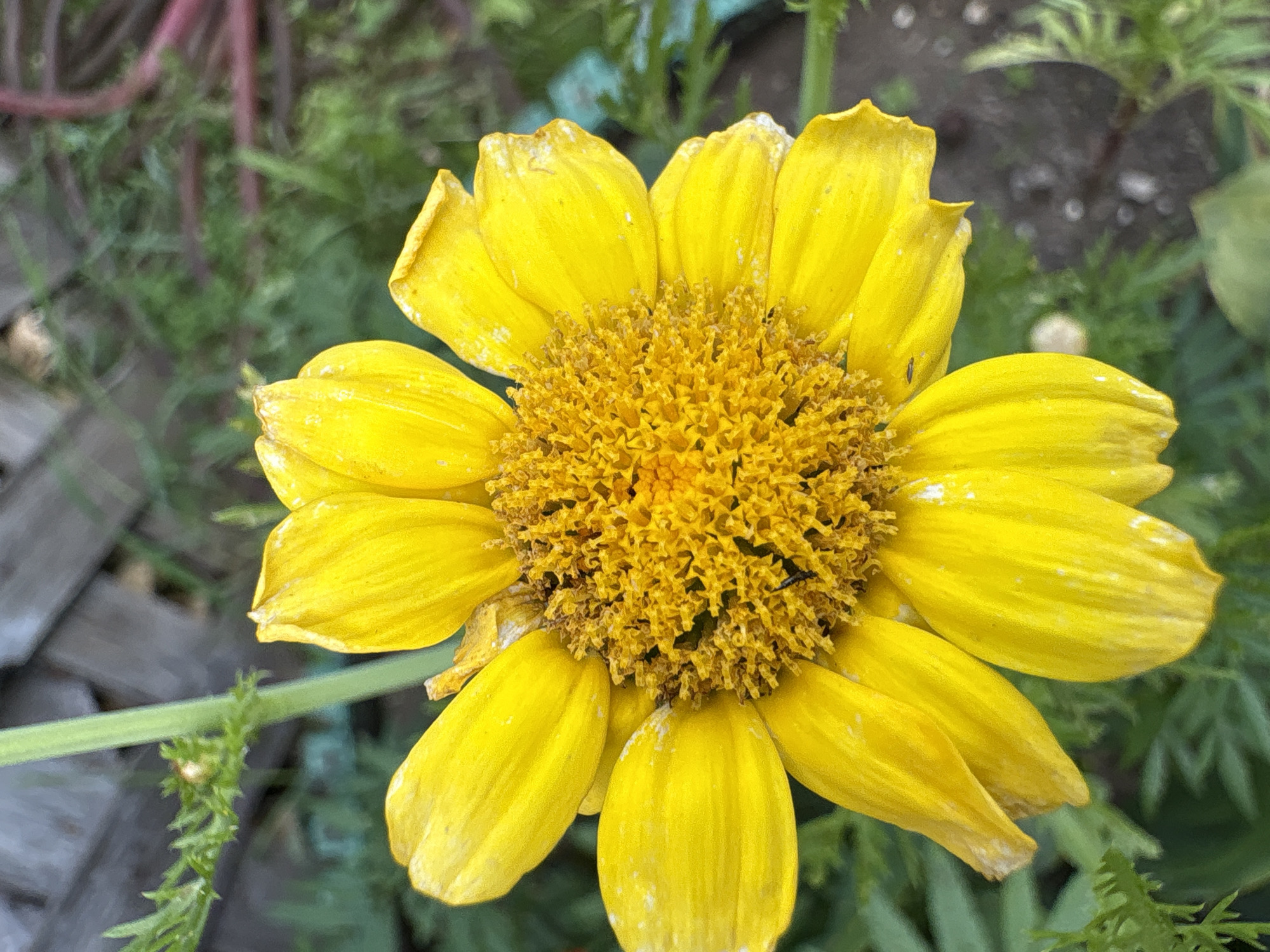 A close-up, top-down view of a bright yellow daisy-like flower is captured in the image. The flower is in focus, with its intricate center composed of numerous small florets. The petals, also a vibrant yellow, show slight signs of wear, with some appearing slightly bruised or faded at the edges. The background is softly blurred, revealing green foliage and hints of a wooden fence in muted tones, suggesting an outdoor setting. The image was taken in the city of Vetluzhsky, Russia. There are no people or animals visible in the frame.