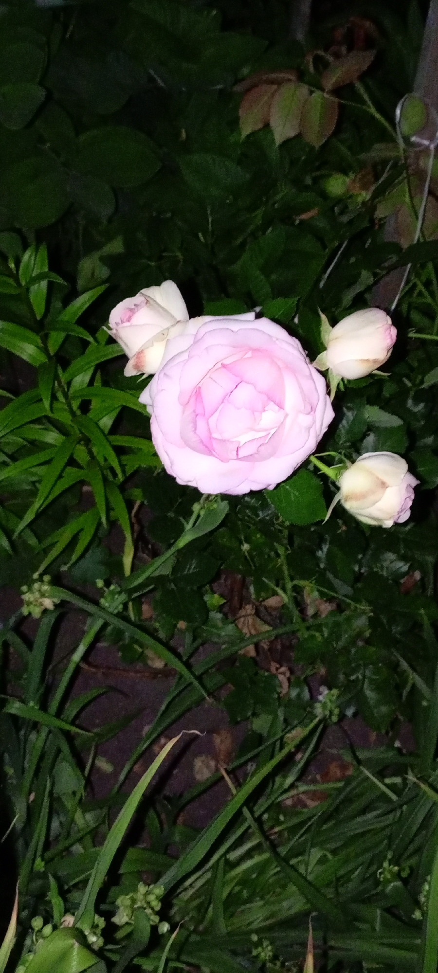 In Kirsanov, Russia, a close-up, vertical shot captures a cluster of pale pink roses amidst lush green foliage. One rose is in full bloom at the center, its petals unfurling to reveal a delicate pink hue. To its left, another rose bud, partially open, shows hints of pink. To the right, two more rose buds are visible, one more developed than the other, both with a creamy white color and subtle pink blush at the tips. The background consists of dark green leaves and some brown, earthy ground. The lighting suggests it is either early morning or late evening, with soft, diffused light.