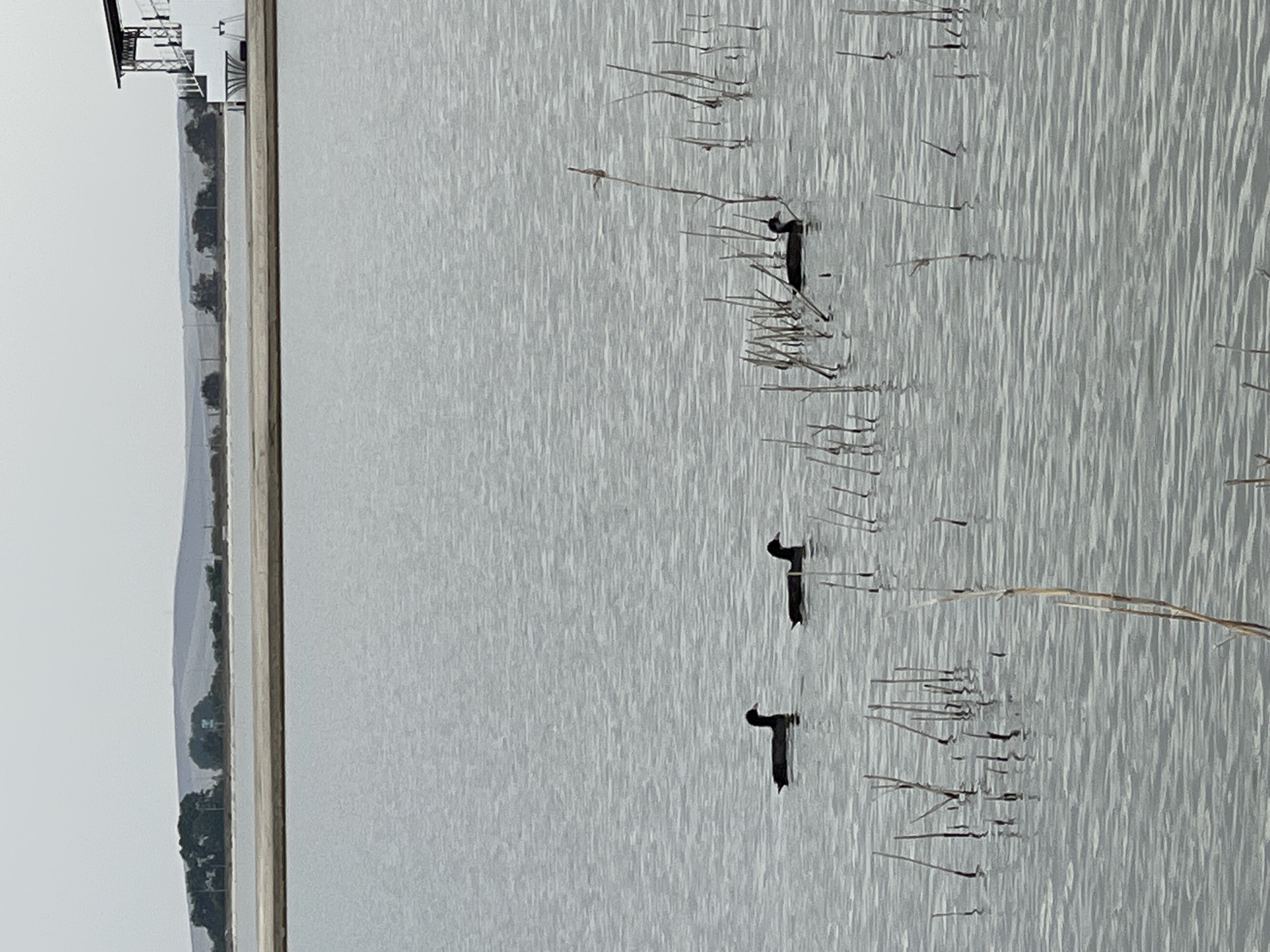 Three dark-colored birds, possibly coots or ducks, are swimming in a body of calm water. The water reflects the overcast sky, creating a muted gray hue. In the foreground, dry reeds emerge from the water, some broken and scattered. In the middle ground, the birds are swimming near these reeds. In the background, a strip of sandy shore is visible, beyond which are rolling hills covered with sparse vegetation. To the far right, a portion of a white grandstand structure with a dark roof is present, suggesting a potential sporting or event venue. The overall scene depicts a natural environment with some man-made structures in the distance.