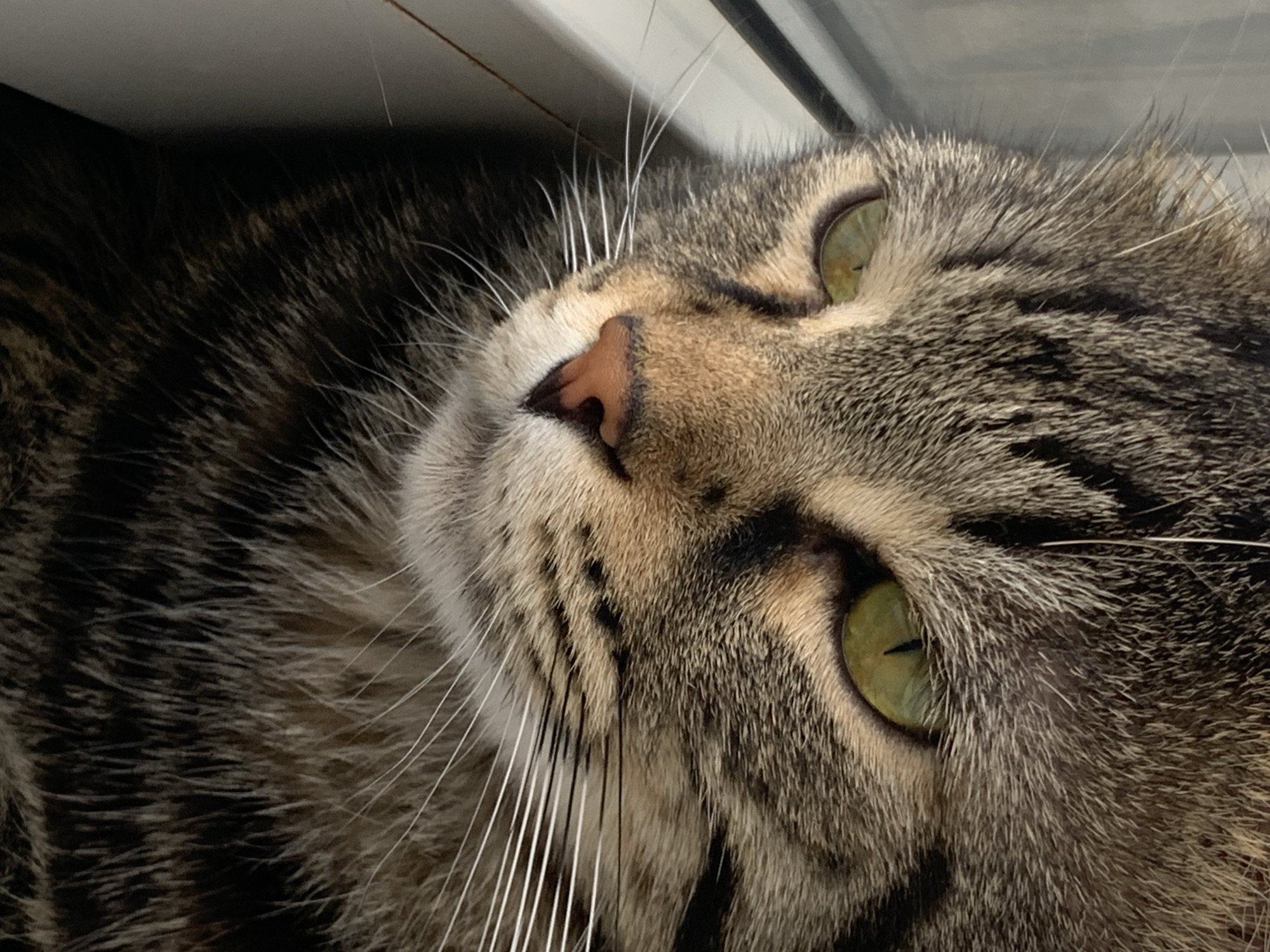 A close-up shot shows the face of a tabby cat looking to the left, with its green eyes partially closed. The cat has brown and black stripes on its fur, and white whiskers. The background is out of focus, but appears to be a window sill. The image was taken in the city of Stavropol, Russia.
