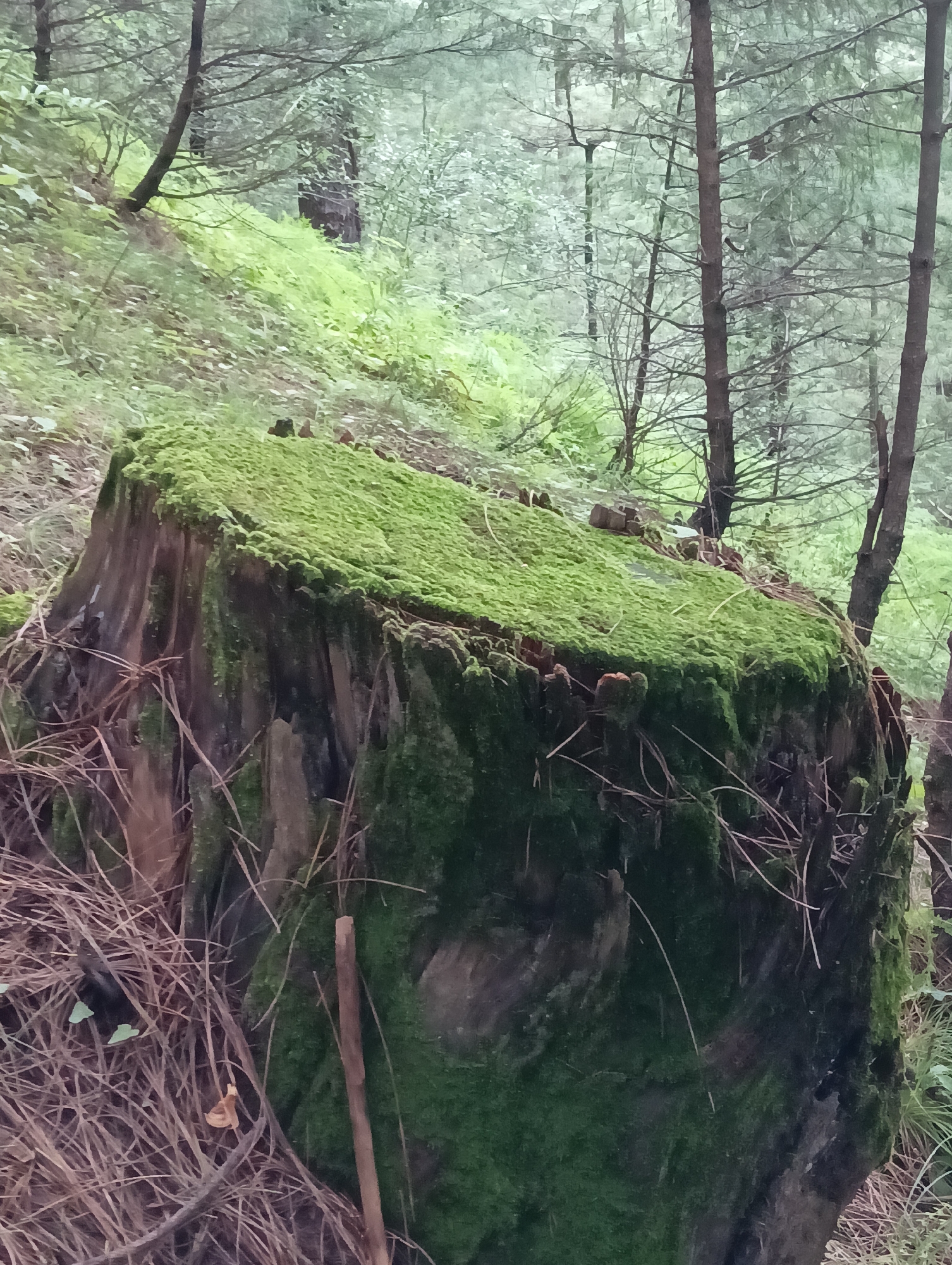 The image shows a moss-covered tree stump in a forest. The stump is large and appears to be decaying, with a thick layer of vibrant green moss covering its top and sides. Pine needles and other forest debris are scattered around the base of the stump. In the background, tall, slender trees with bare branches are visible, along with lush green undergrowth. The overall impression is one of a damp, shaded forest environment. The image is a medium shot, with the stump as the primary subject. There are no people or animals visible in the image. The location is described as the city of Chhyal, India, though there are no specific indicators within the image to confirm this.