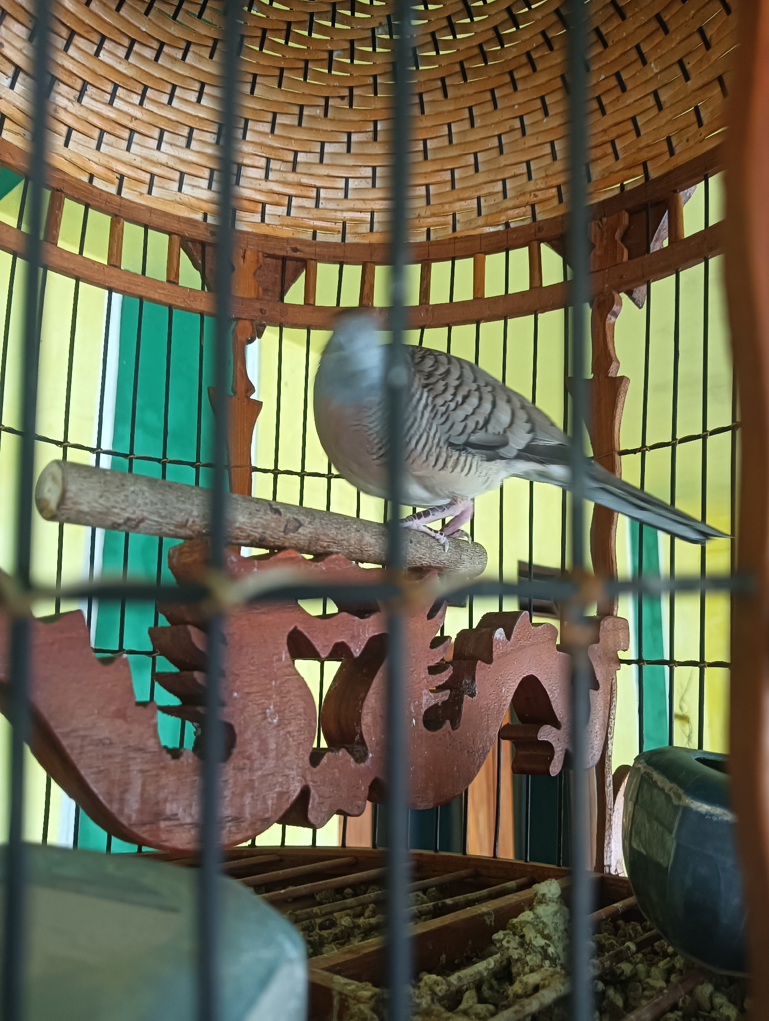 A zebra dove is perched on a wooden dowel inside a birdcage. The cage has a woven bamboo top and wooden bars. A decorative wooden carving with a dragon motif is visible below the dowel. The background consists of vertical green and yellow panels. The scene is likely in Tanggan, Indonesia, given the context.