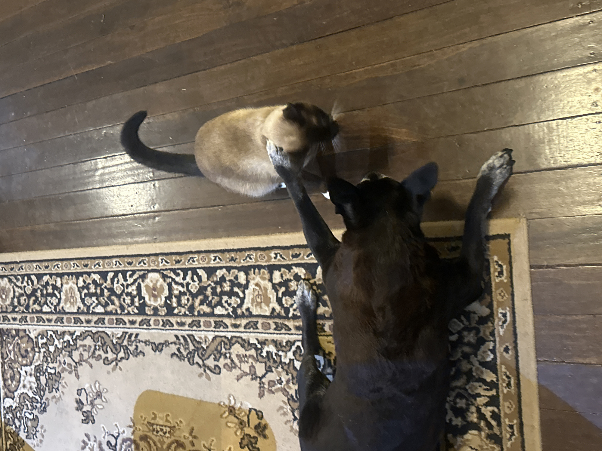 In Thora, Australia, a black dog is lying on its back on a rug, with its paws extended. A Siamese cat is standing over the dog, with one paw on the dog's head and its tail curved over its back. The scene is set on a wooden floor.