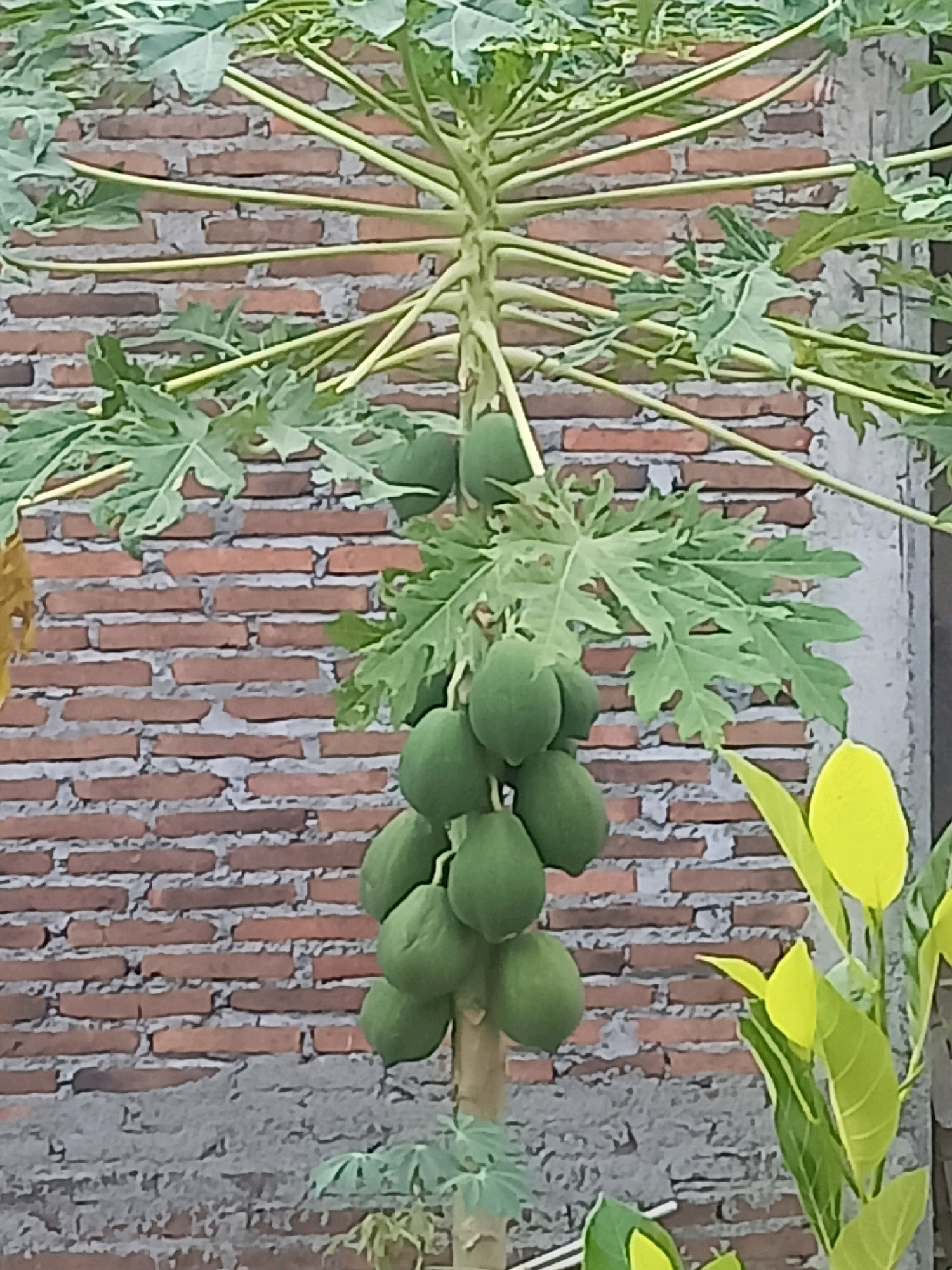 A papaya tree with ripening fruit stands in front of a brick wall in Karangtalun, Indonesia. The tree's trunk is visible, with several green papayas hanging in clusters. Large, palmate leaves sprout from the top of the tree. The brick wall is weathered, with some of the mortar chipped away, and a patch of concrete is visible at the base. To the right of the papaya tree, bright yellow-green leaves of another plant are visible. The image appears to be taken during the daytime.