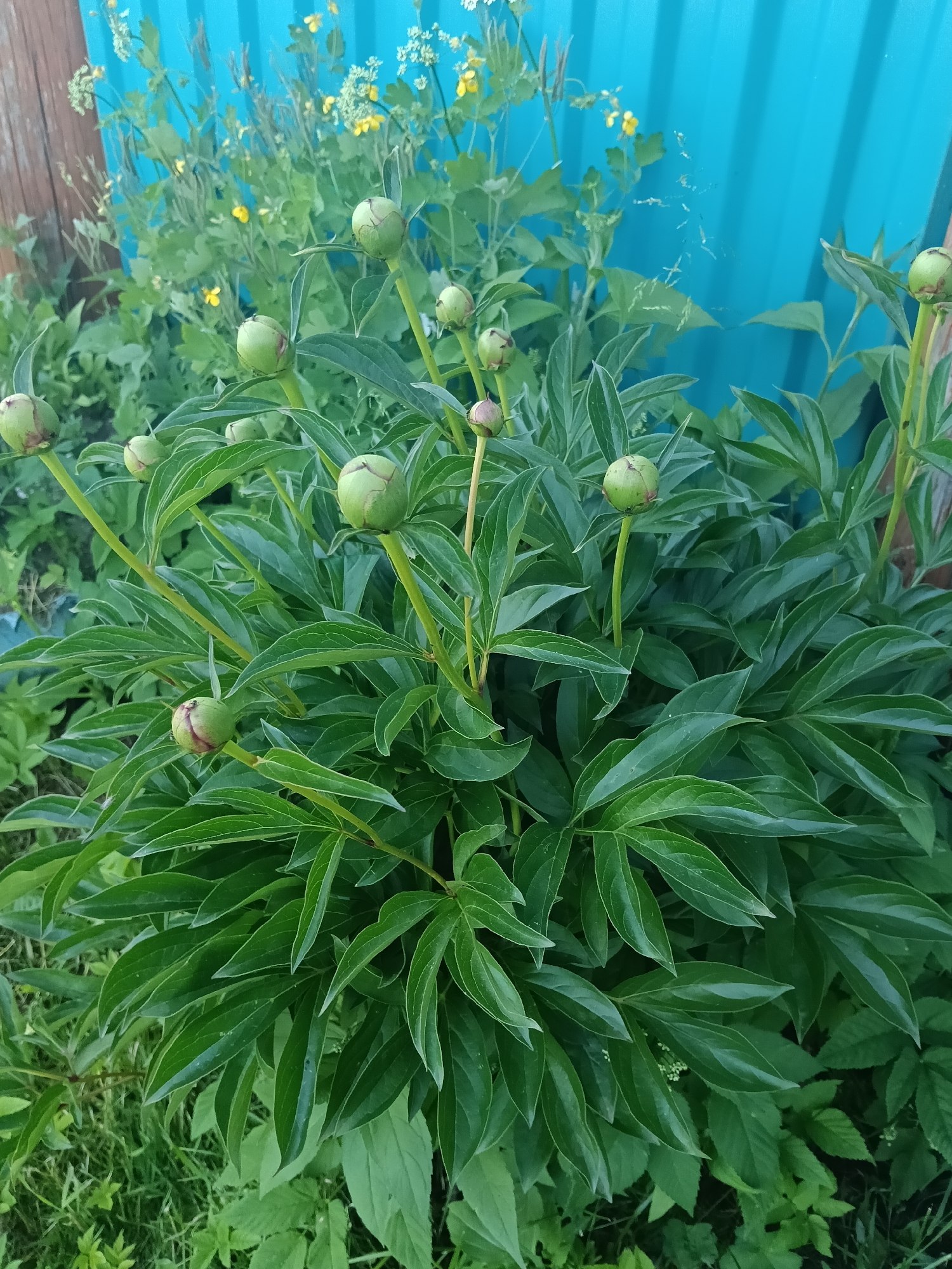 This image, captured in Красный Маяк, Russia, displays an outdoor garden or yard scene dominated by a large peony bush in the foreground and mid-ground. The bush features numerous dense, dark green, deeply lobed leaves and approximately 10-15 spherical green flower buds, some showing slight reddish-brown tinges, indicating they are not yet open. In the background, behind the peony foliage, various other green plants are visible, interspersed with clusters of small white flowers and delicate yellow blossoms. The prominent background element is a bright, light blue corrugated metal fence or wall, positioned vertically. A faint, irregular web-like structure is visible adhering to the blue fence on the right side. To the far left, a weathered, dark brown wooden fence post or plank is present. The ground beneath the main bush is covered with grass and other low-growing green vegetation. The scene is illuminated by natural daylight, consistent with late spring or early summer. No people or animals are present.