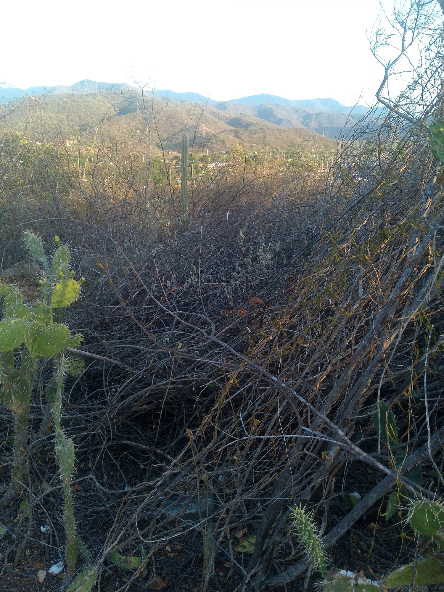 The image depicts a dry, thorny landscape with cacti in the foreground and distant mountains in the background. The scene is cluttered with dead branches and sparse vegetation. A single columnar cactus can be seen in the mid-ground, standing above a cluster of buildings and the power lines. This is likely a view from a rural or semi-rural area near Juan Griego, Venezuela, given the presence of the mountains and the vegetation typically found in arid regions. No people are visible in the image.