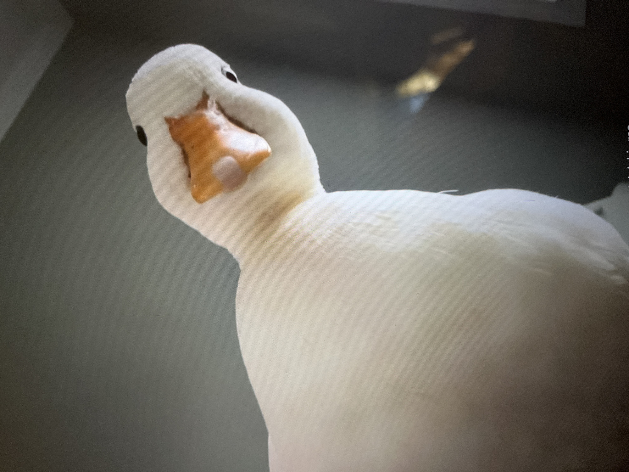 A white duck with an orange beak is shown from a low angle, with its head tilted upwards and to the right. The duck's feathers are white and fluffy, and its beak is bright orange with a pinkish-white cere. The background is a plain, dark gray wall with a faint reflection of a light source on the right side of the image. The lighting is soft and diffused. The image appears to be a close-up shot, capturing the details of the duck's face and the texture of its feathers.