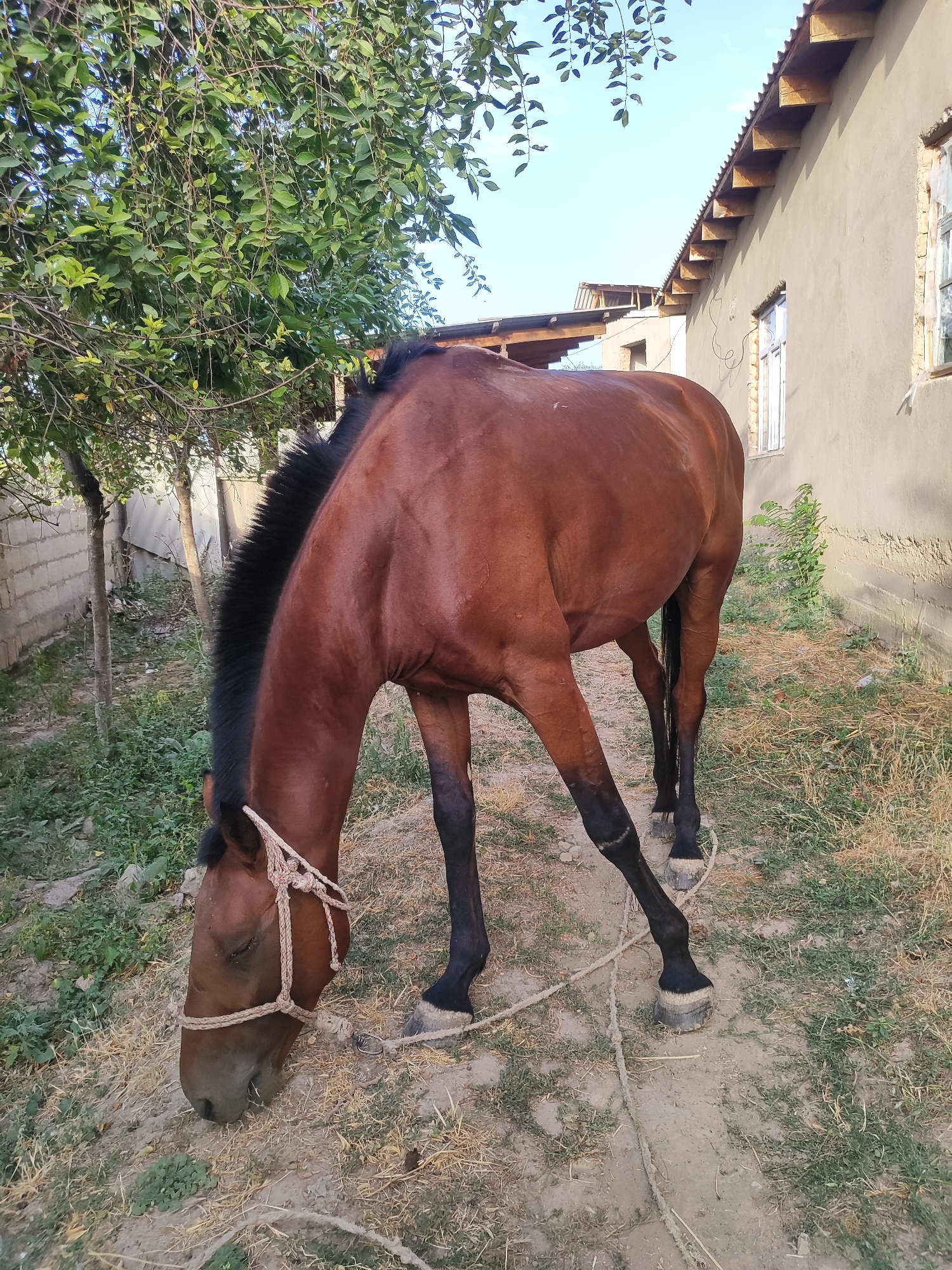 A brown horse with a black mane is grazing in a yard. The horse is tethered by a rope to a post or fence. In the background, there is a beige building with a corrugated metal roof and a few windows. Trees and green foliage are visible on the left side of the image. The ground is a mixture of dirt and dry grass. The sky is visible above.
