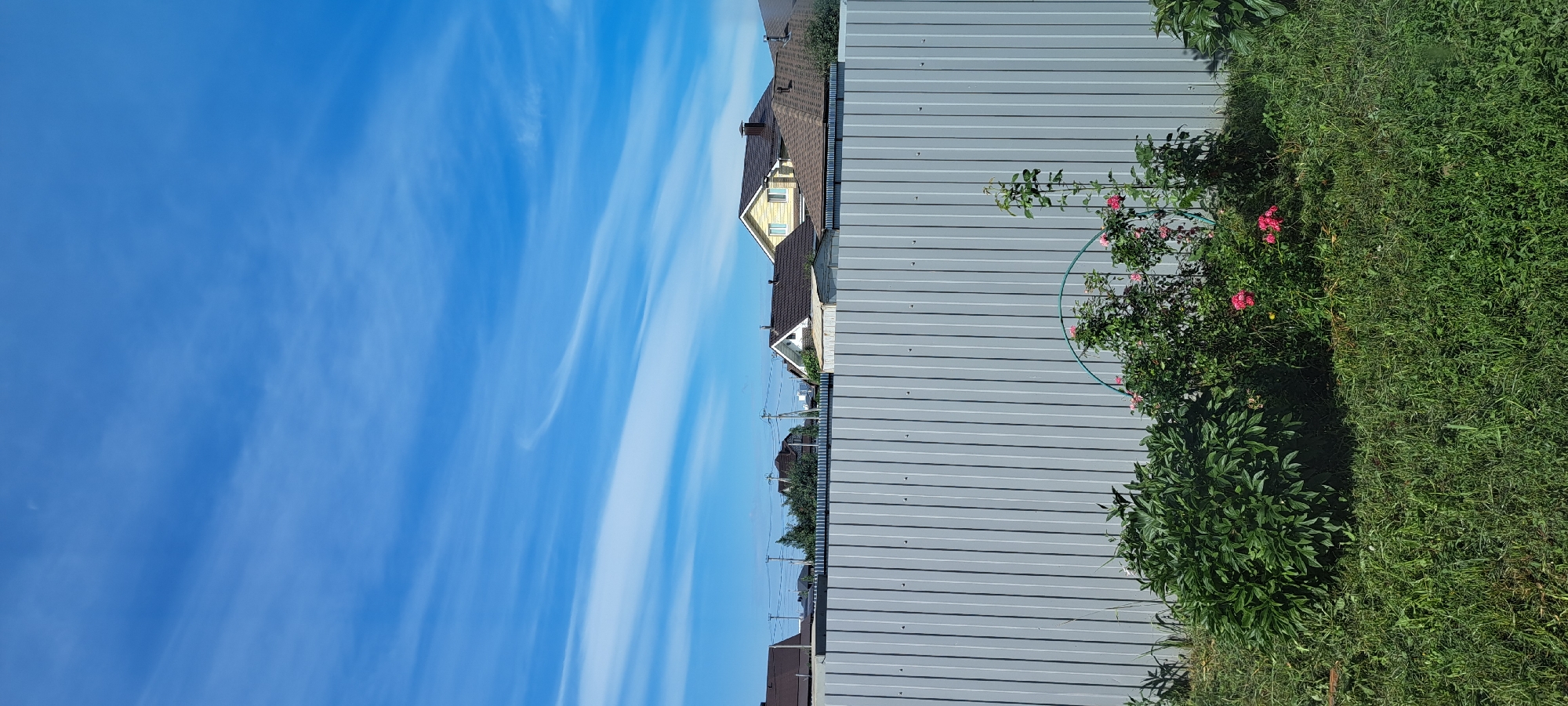 A vertical, outdoor shot captures a suburban scene with a clear blue sky filled with wispy white clouds above a gray corrugated metal fence. Behind the fence, several houses with brown and yellow roofs are visible, along with some trees and utility poles. In the foreground, lush green grass and various plants, including a bush with pink roses, grow. The setting appears to be a residential area in Azmushkino, Russia, on a sunny day.